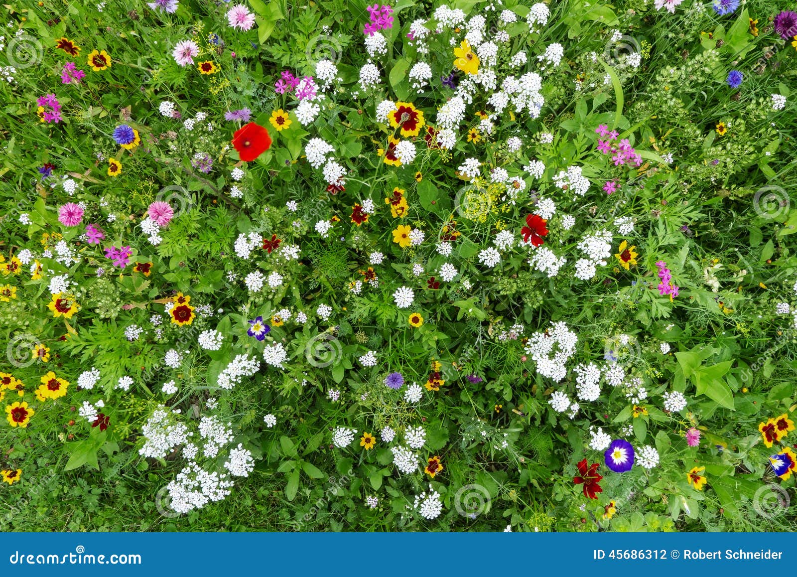 Bunte Blumenwiese Stockfoto Bild Von Blumenwiese Bunte