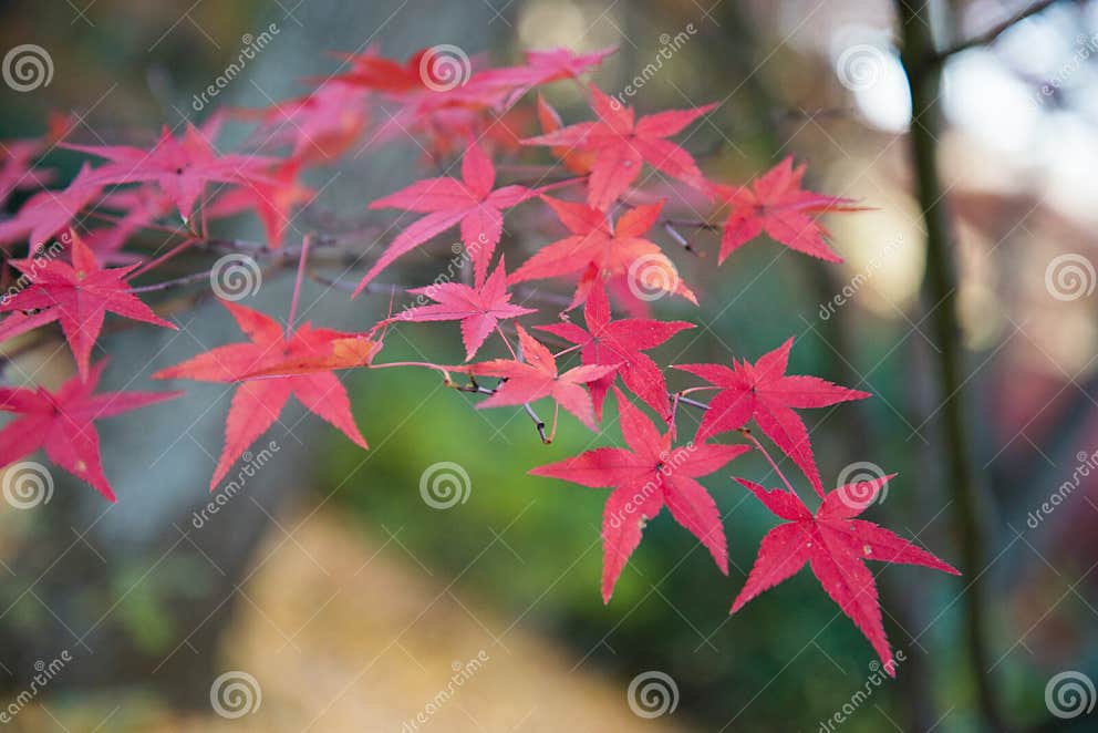 Bunte Blätter Auf Ahornbaum Im Garten Stockbild Bild von frech