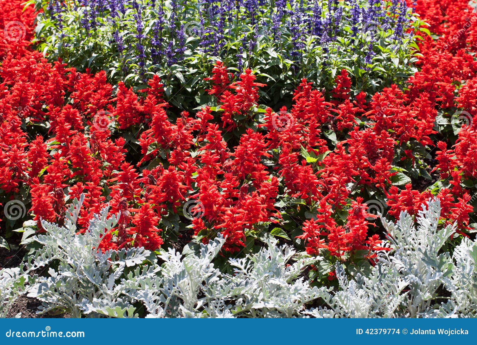 Bunte Blühende Blumen Im Garten Im Sommer Stockfoto Bild von wachsen