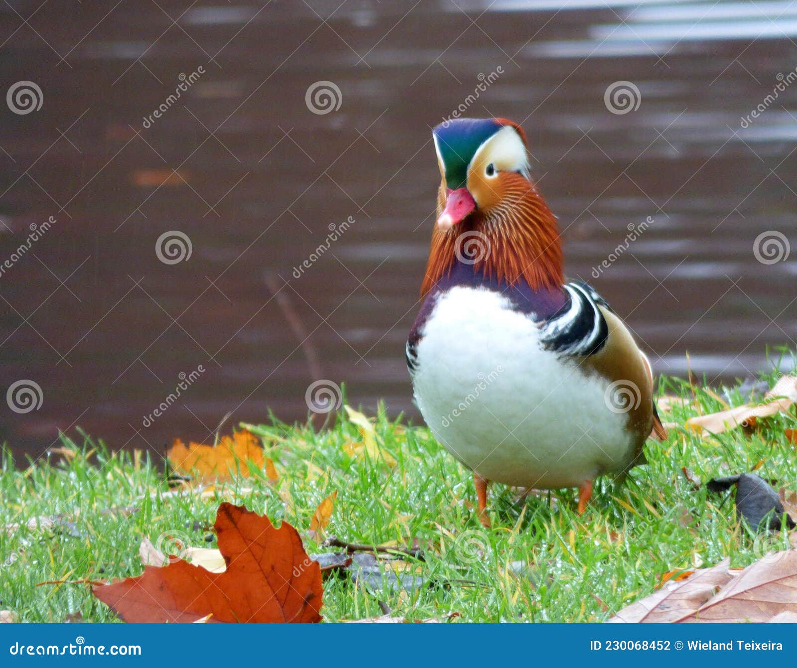 Bunte Chinesische Ente in Potsdam Stockfoto - Bild von vogel ...