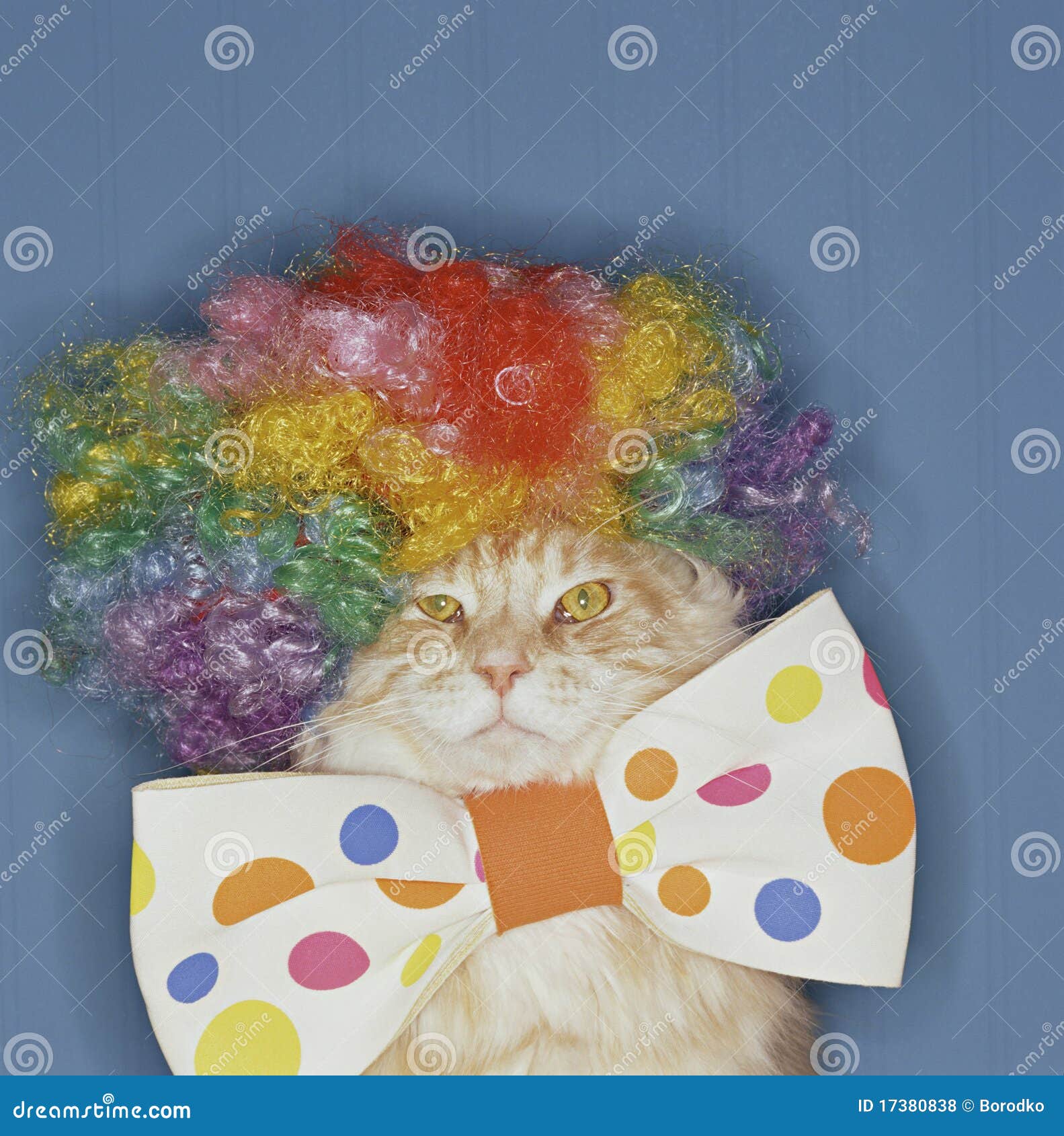 bunte-clown-katze-17380838.jpg