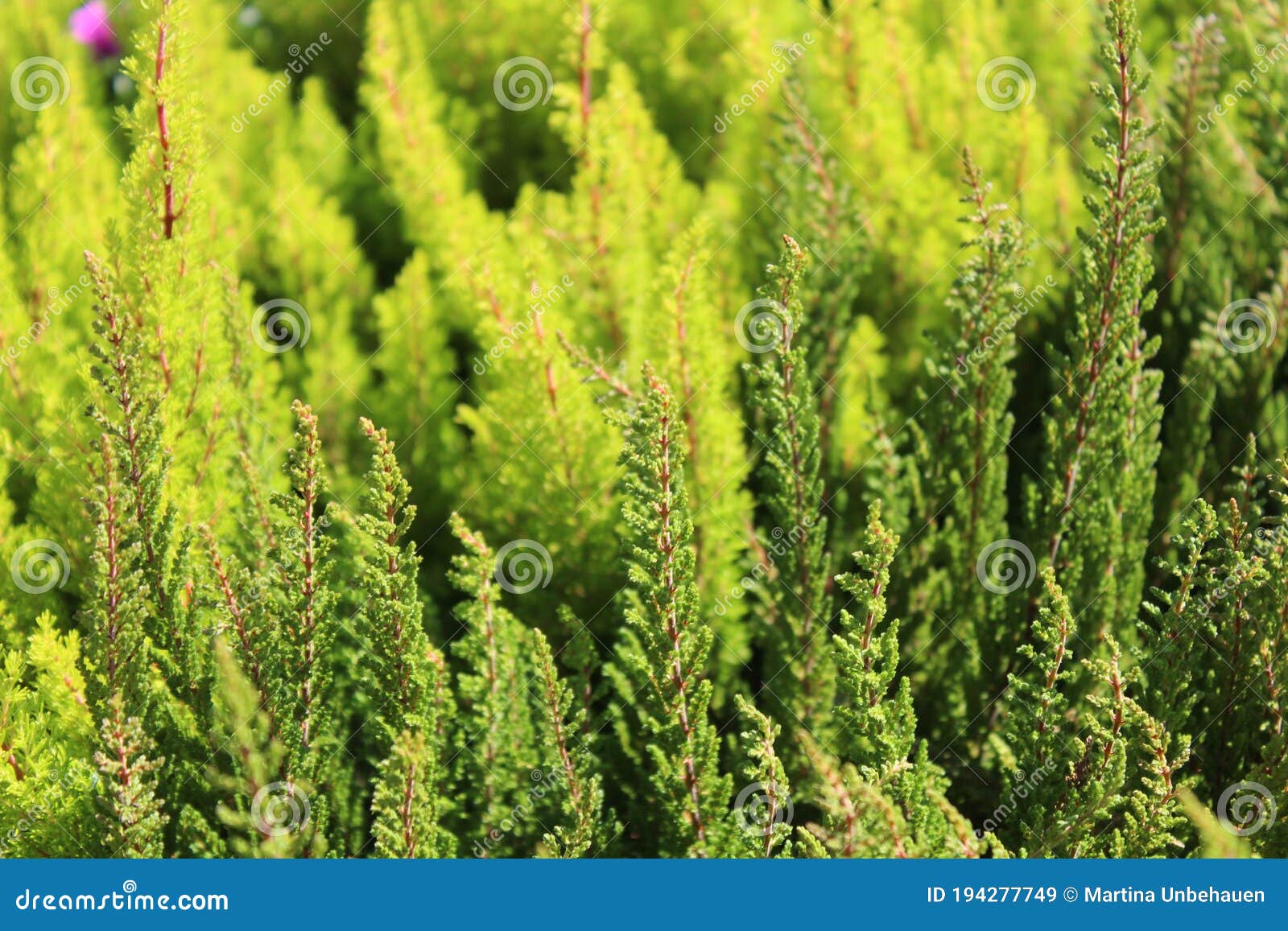 Bunte Heide im Garten stockbild. Bild von blumen, pflanzen 194277749