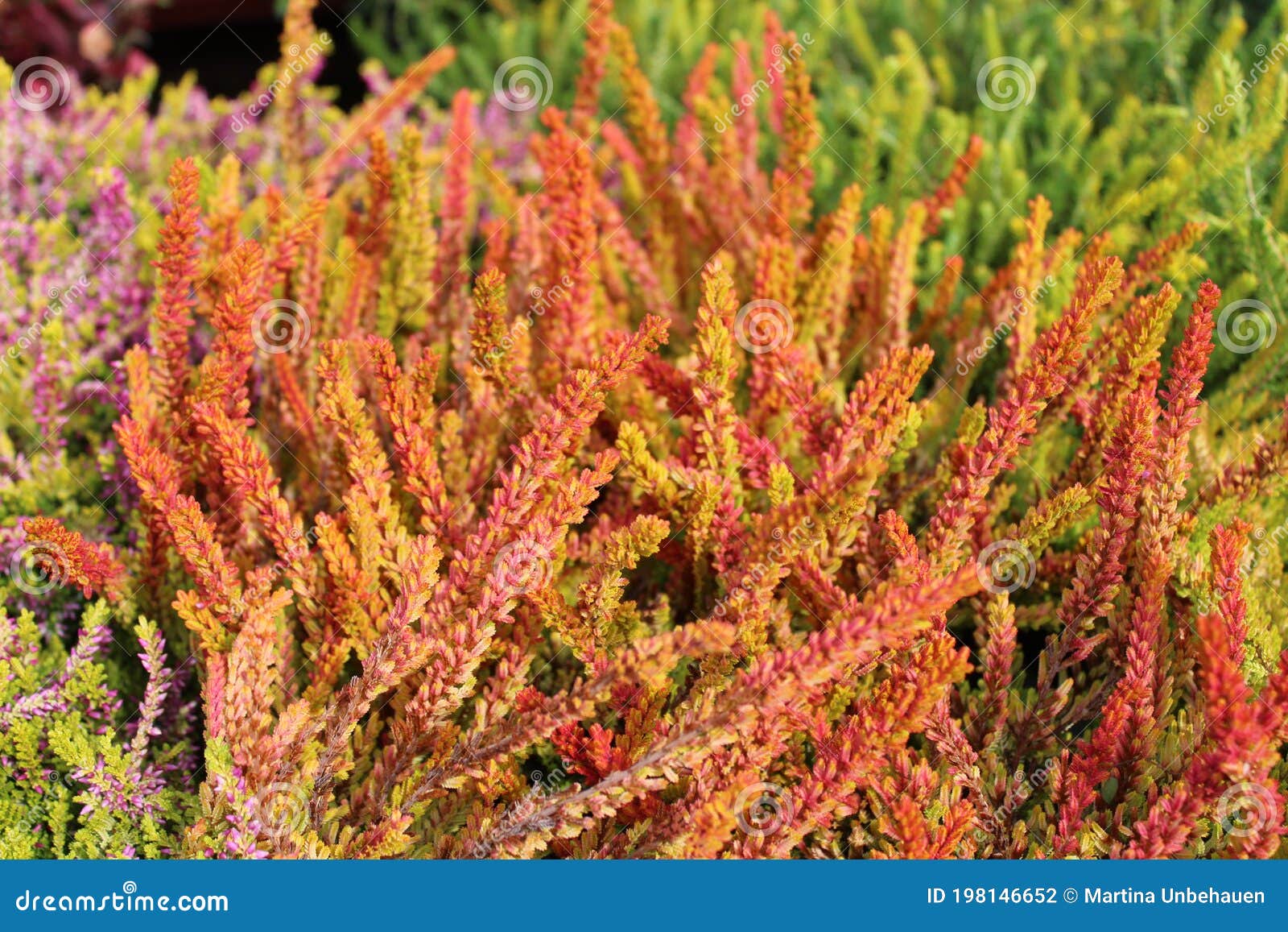 Bunte Heide im Garten stockfoto. Bild von dekorativ 198146652