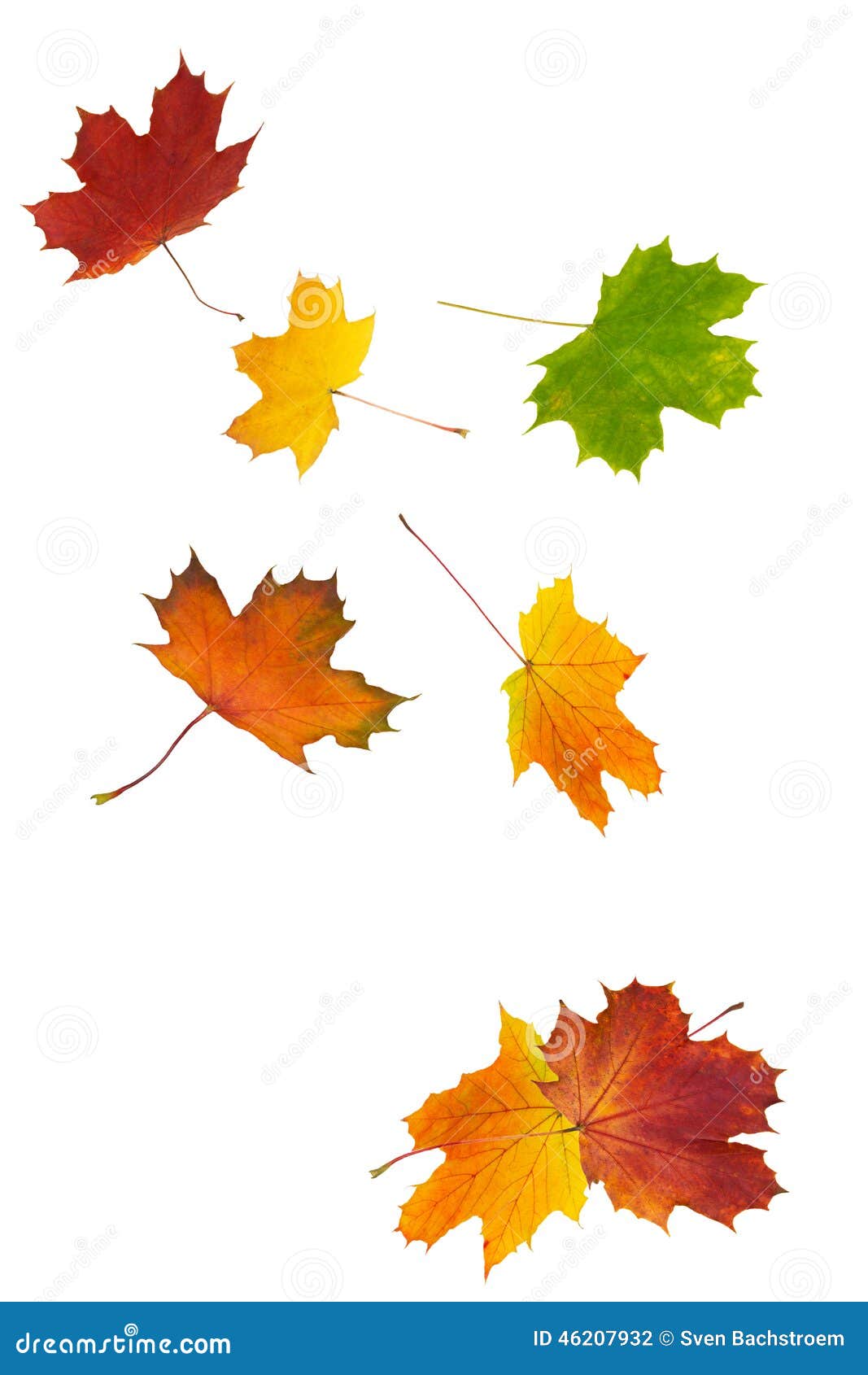 Bunte Herbst-Blätter stockfoto. Bild von herbst, wald - 46207932