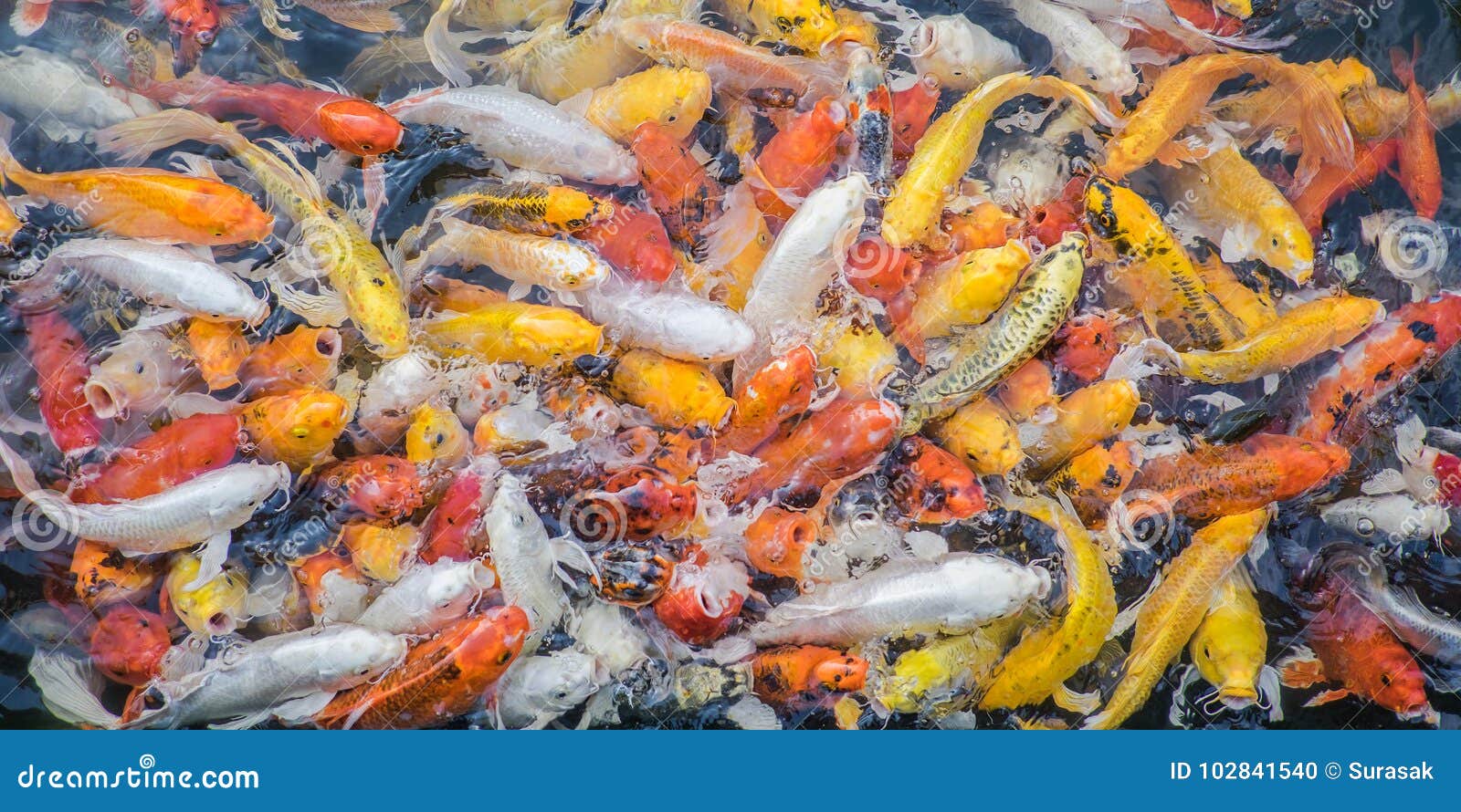 Bunte Japaner KoiFische stockfoto. Bild von glücklich 102841540