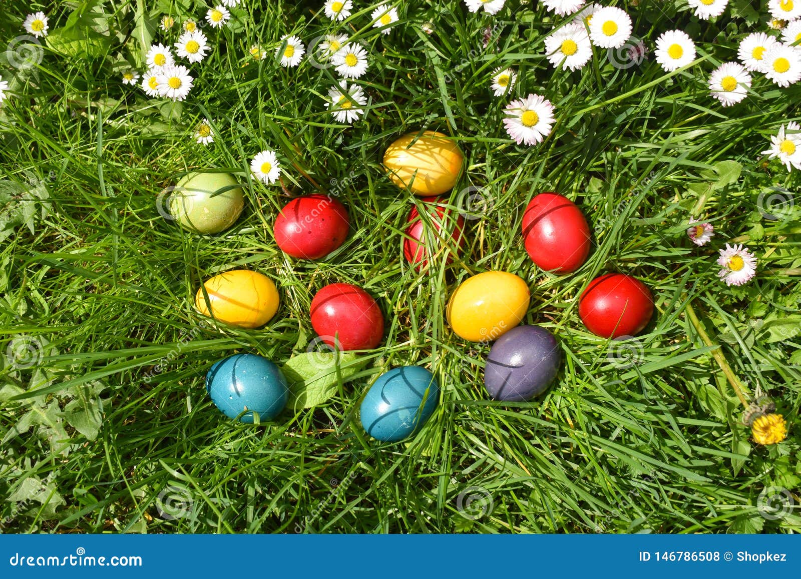Colorful Easter Eggs in the Green Grass with White Spring Flowers ...