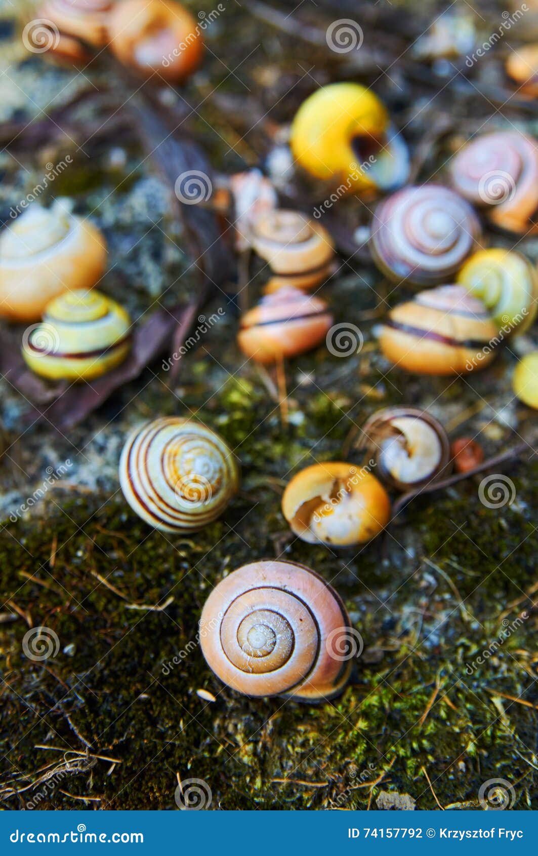 Bunte Schneckenhäuser stockfoto. Bild von schnecke, typenstein 74157792