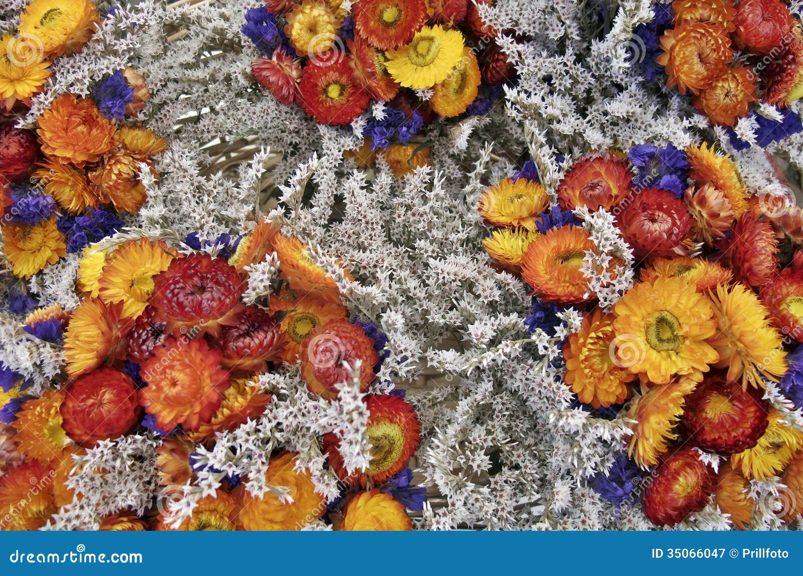 Bunte trockene Blumen stockbild. Bild von voll, blüte 35066047