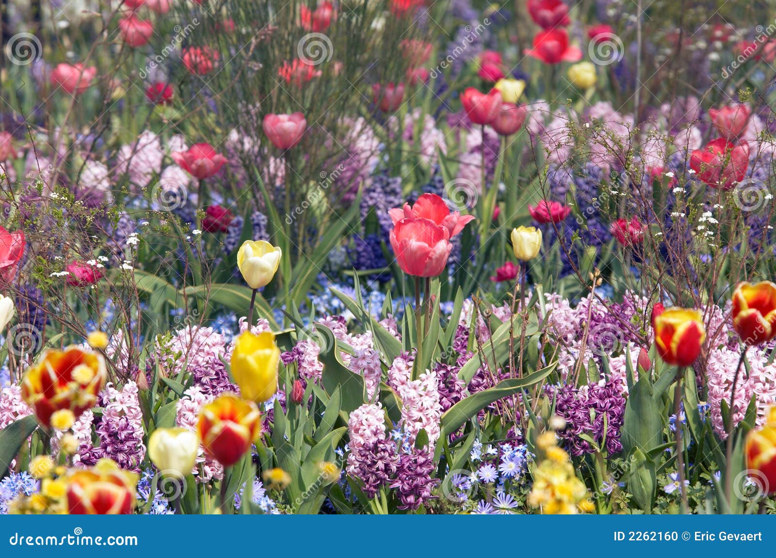 Bunter Blumengarten Im Spri Stockfoto Bild von blume, wolken 2262160