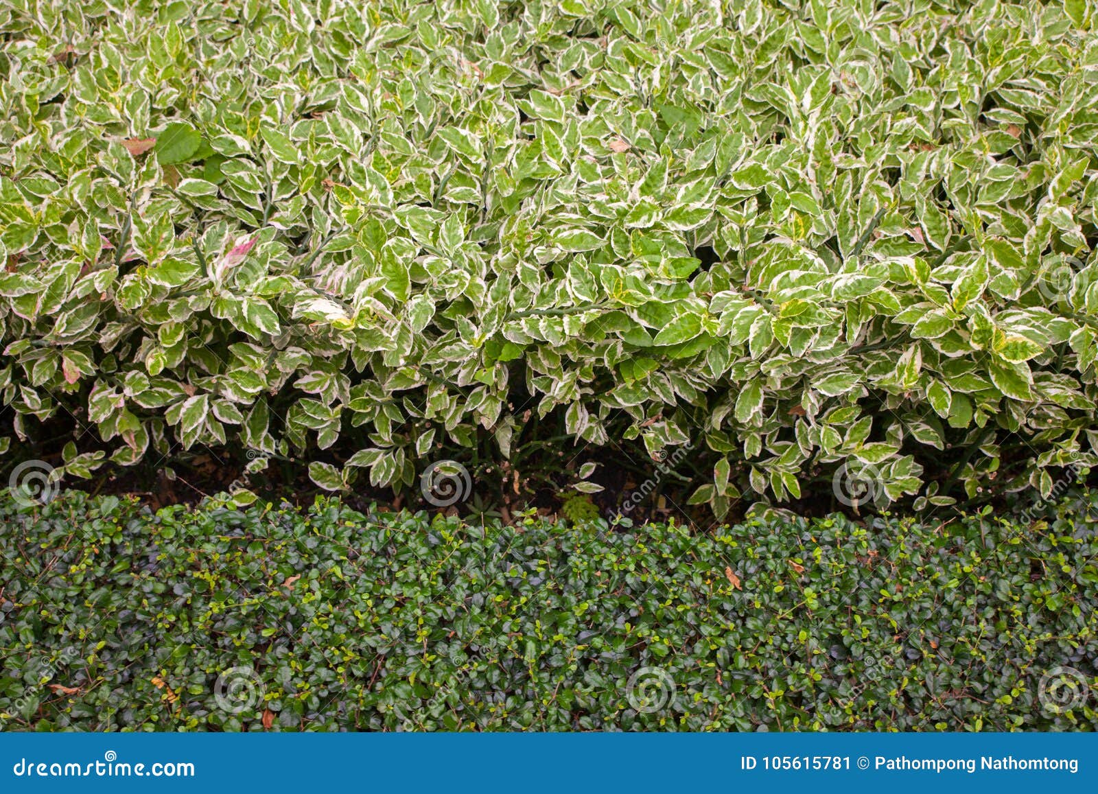 Bunter Busch im Garten stockbild. Bild von hintergrund 105615781