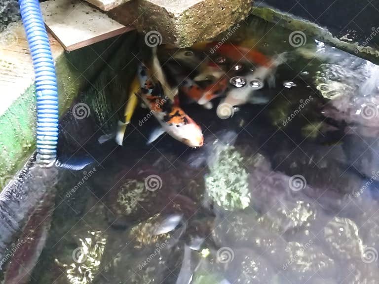 Bunter KoiFisch im Teich stockfoto. Bild von wirbellos 233208830