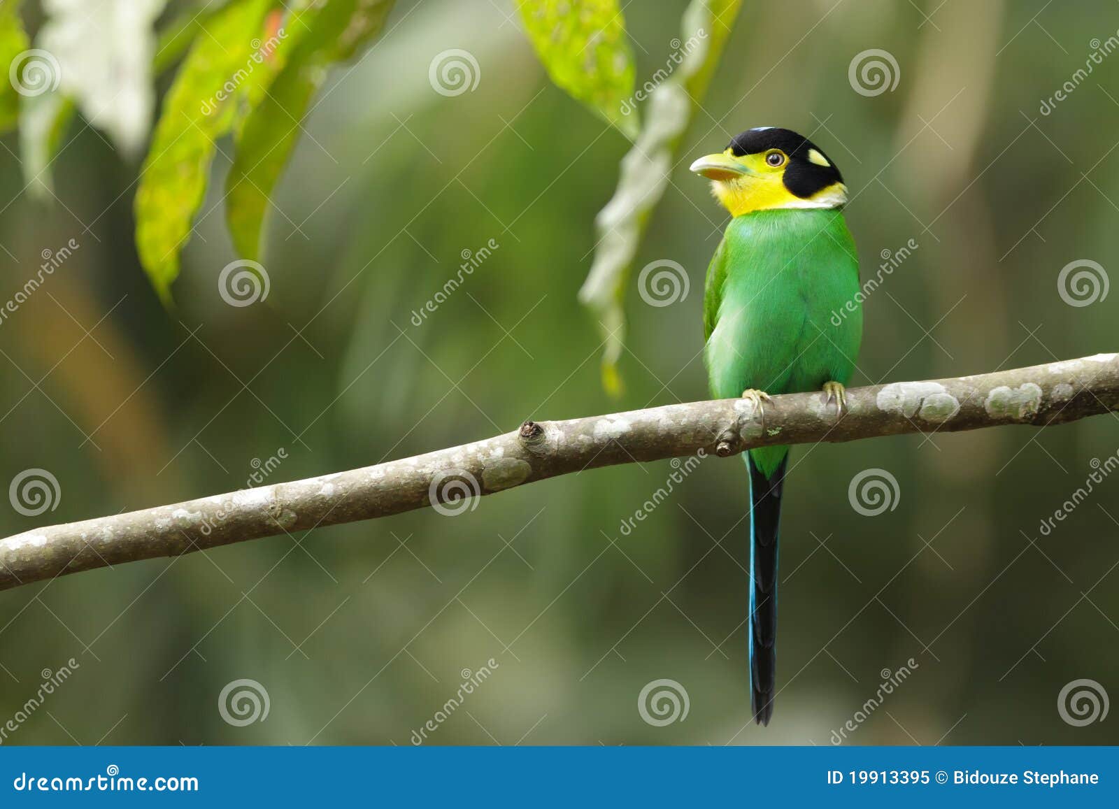 Bunter Tropischer Vogel Stockbild Bild Von Angebunden
