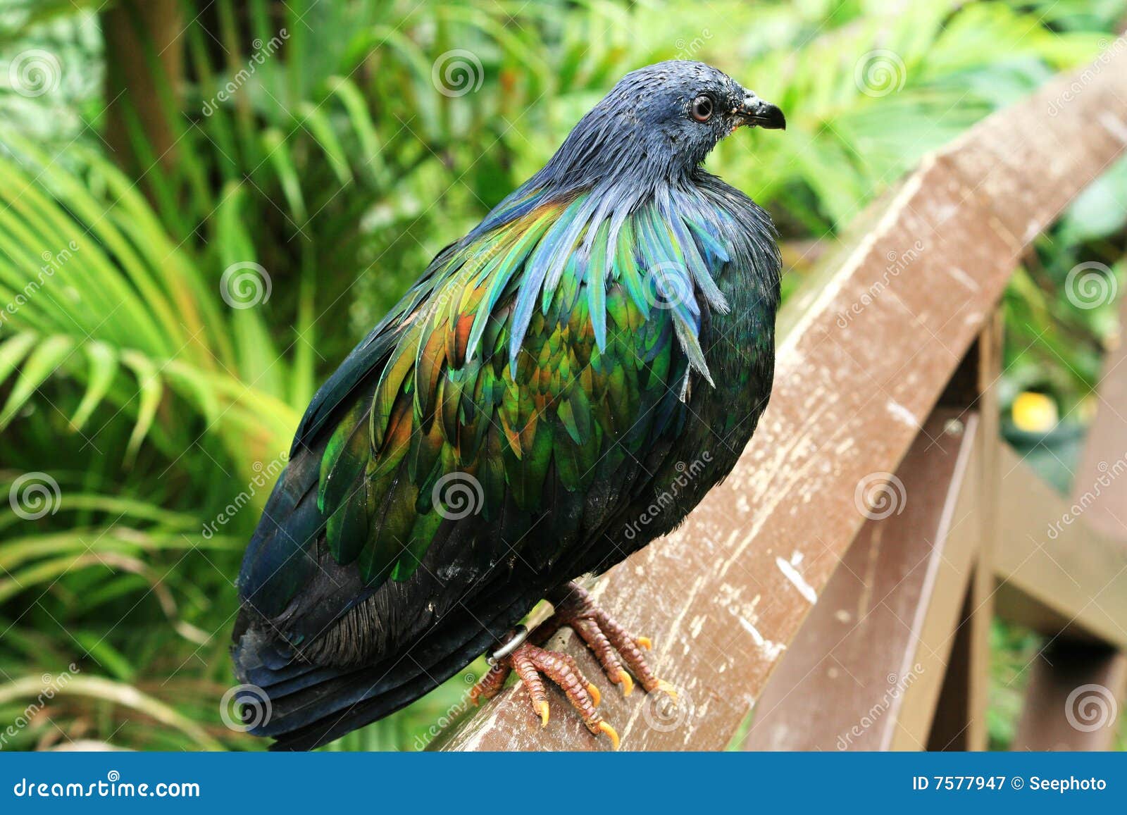 Bunter Vogel stockbild. Bild von wald, fliege, baum, braun
