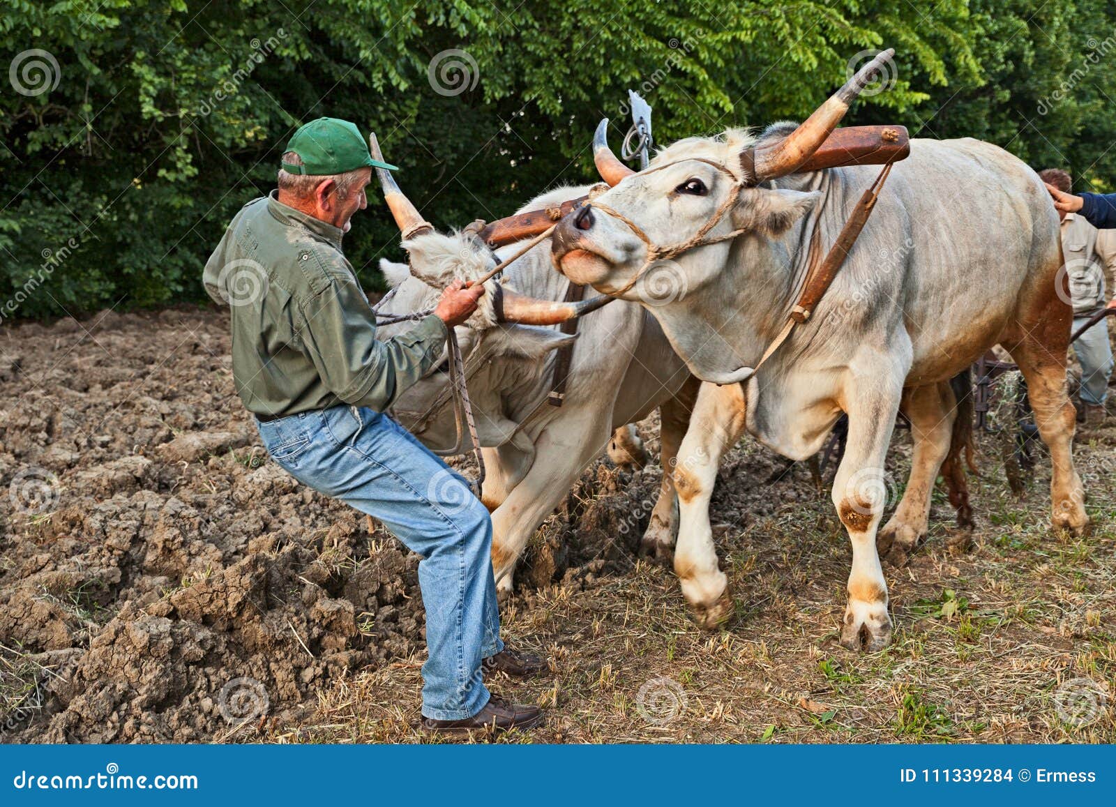 Buoi Che Tirano L Aratro Immagine Stock Editoriale Immagine Di Toro 111339284