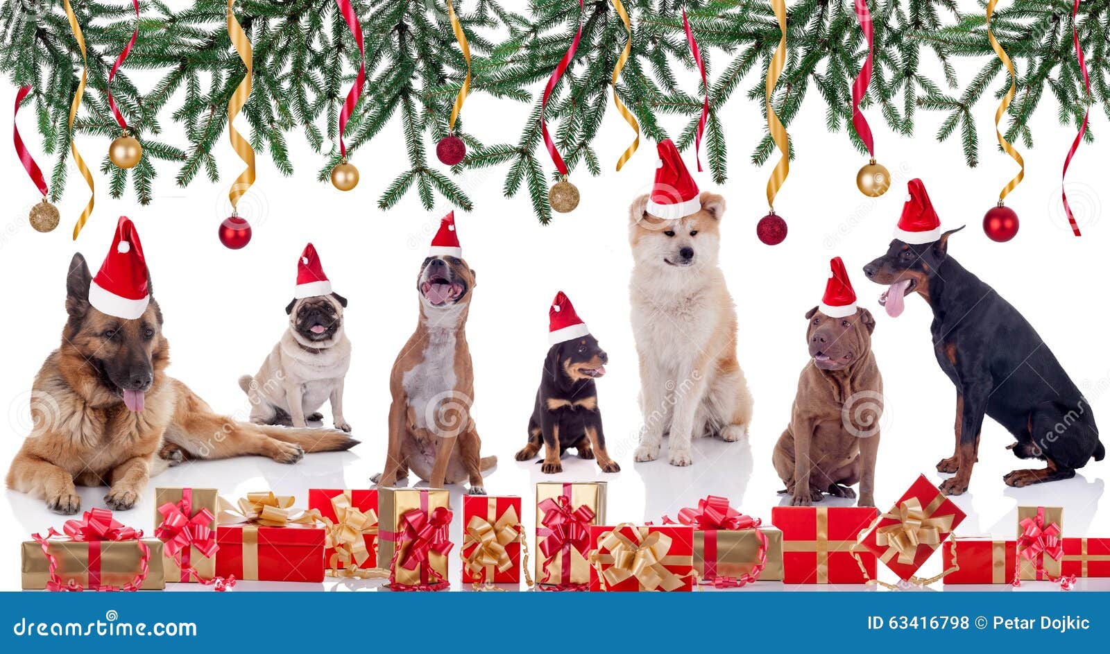 Buon Natale Animali.Buon Natale E Concetto Felice Di Anno Di Notizie Dei Cani Fotografia Stock Immagine Di Toro Insieme 63416798