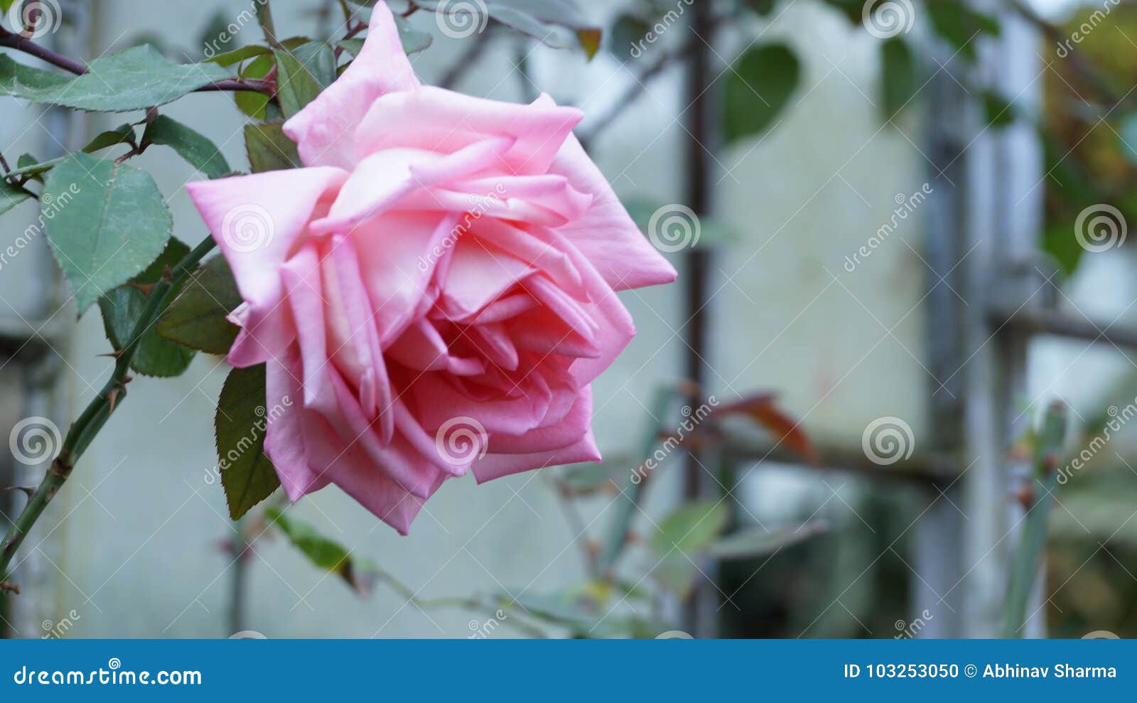 Buongiorno Con Un Fiore Della Rosa Fotografia Stock Immagine Di Buon Forme