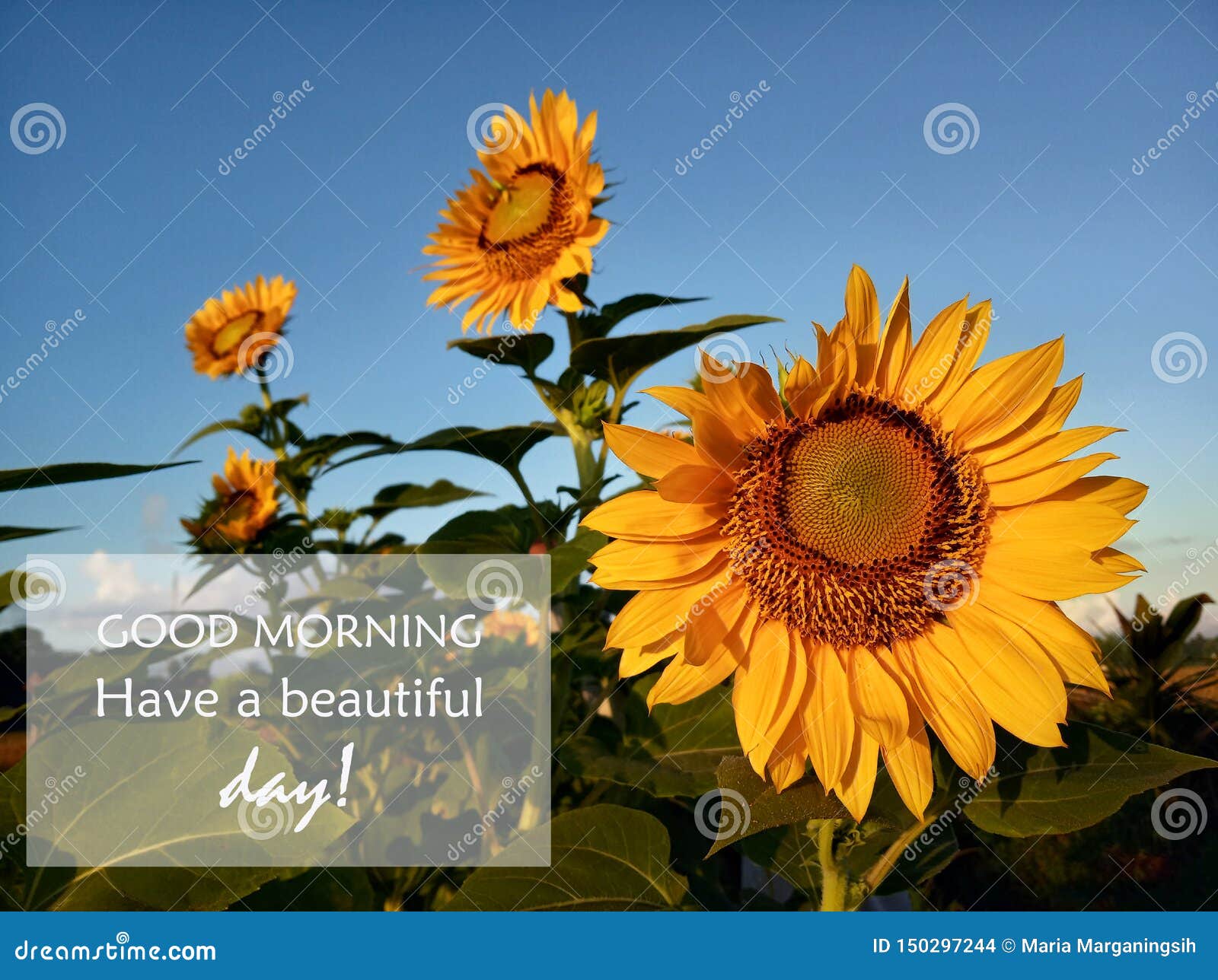 Buongiorno Di Saluti Di Mattina Abbia Un Bello Giorno Con I Girasoli Sbocci Le Piante Del Girasole In Barden E Cielo Blu Fotografia Stock Immagine Di Felice Verde