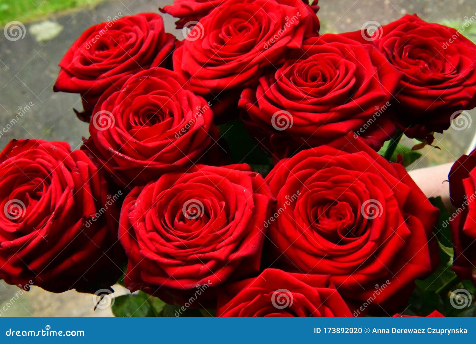 Buquê de rosas vermelhas foto de stock. Imagem de floral - 173892020