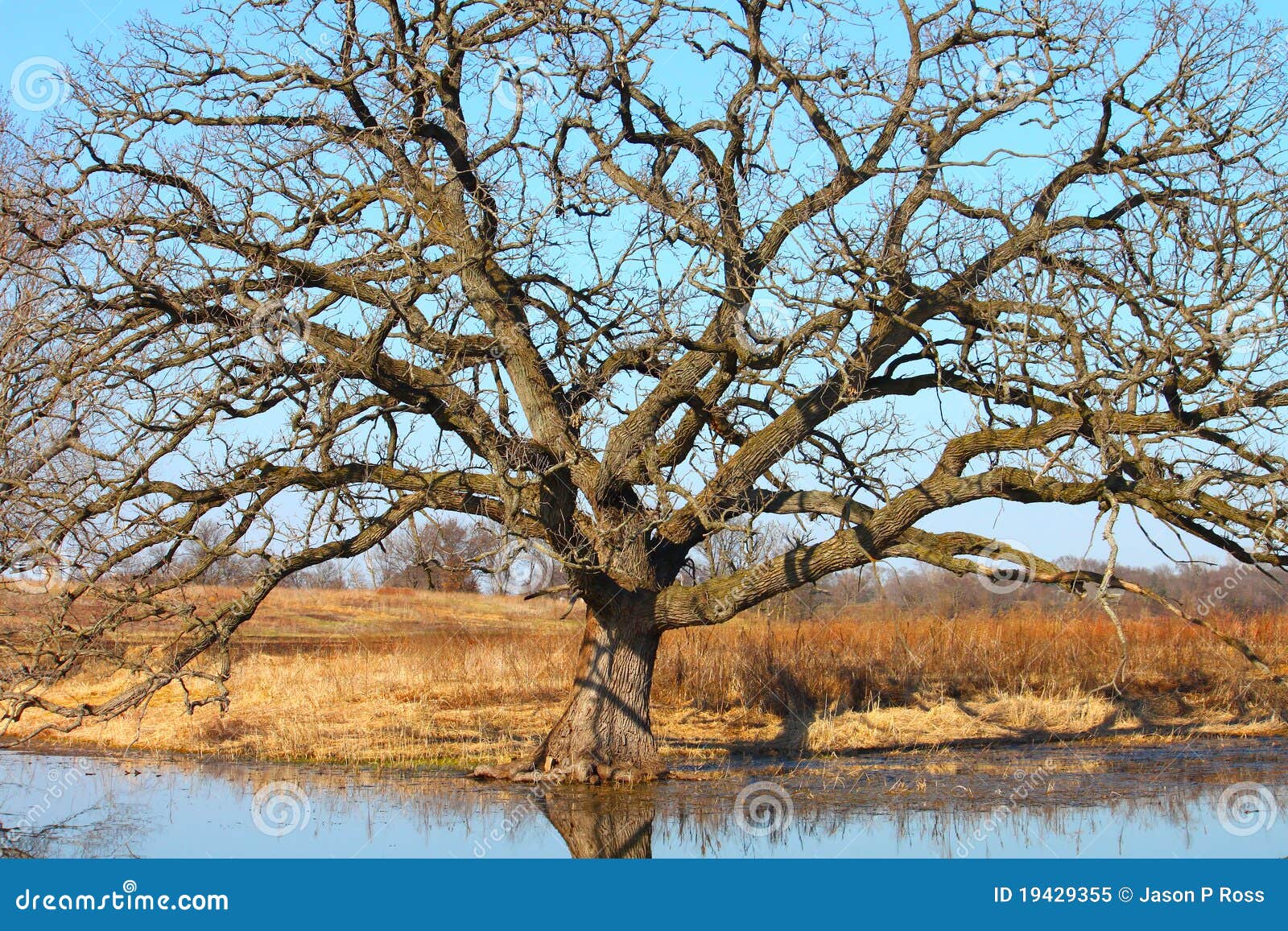 bur oak (quercus macrocarpa)