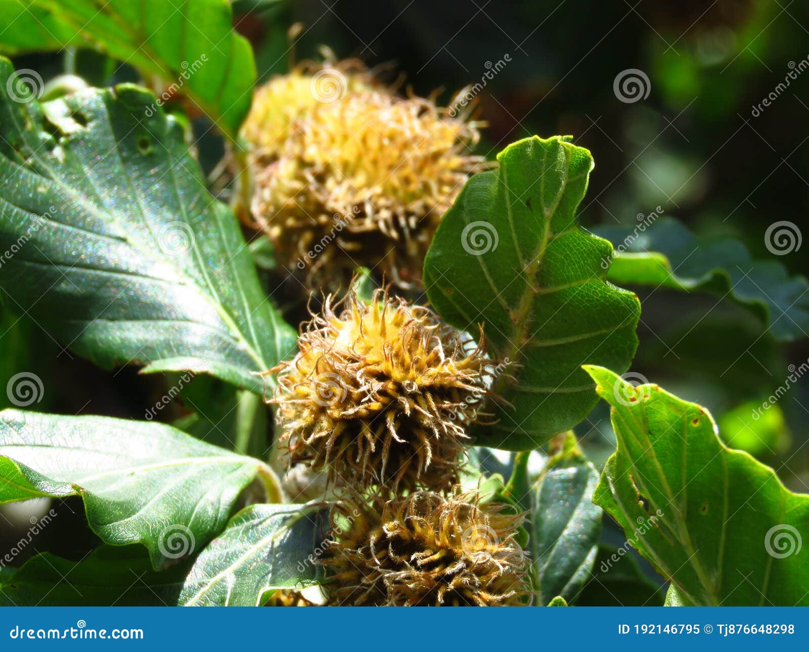 bur oak tree fruit and green leaves close up view on blurred background.  ÃËÃÂ·ÃâÃÂ¾Ãâ¡ÃÂµÃÂ½ ÃÂ±ÃÆÃÂº (fagus orientalis) 