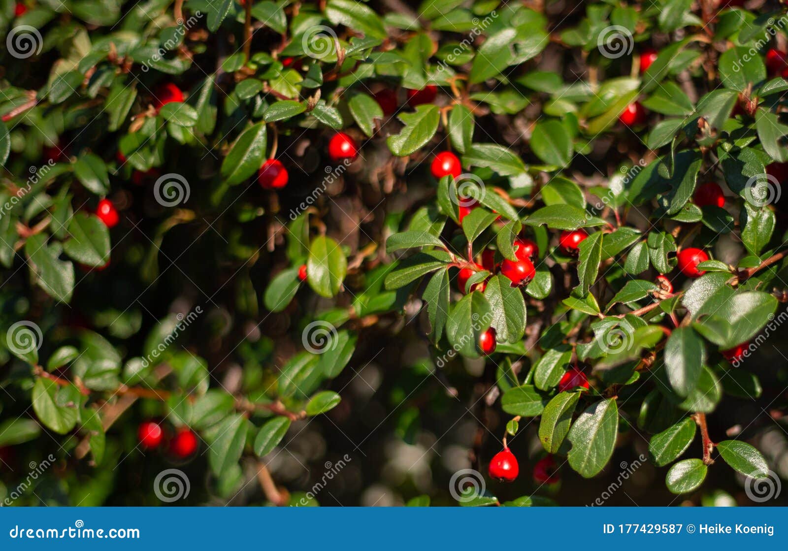 Burberry Bush With Red Berries Stock 