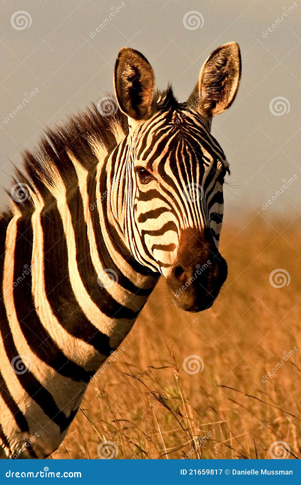 Burchell s zebra stock image. Image of pattern, zebra 21659817