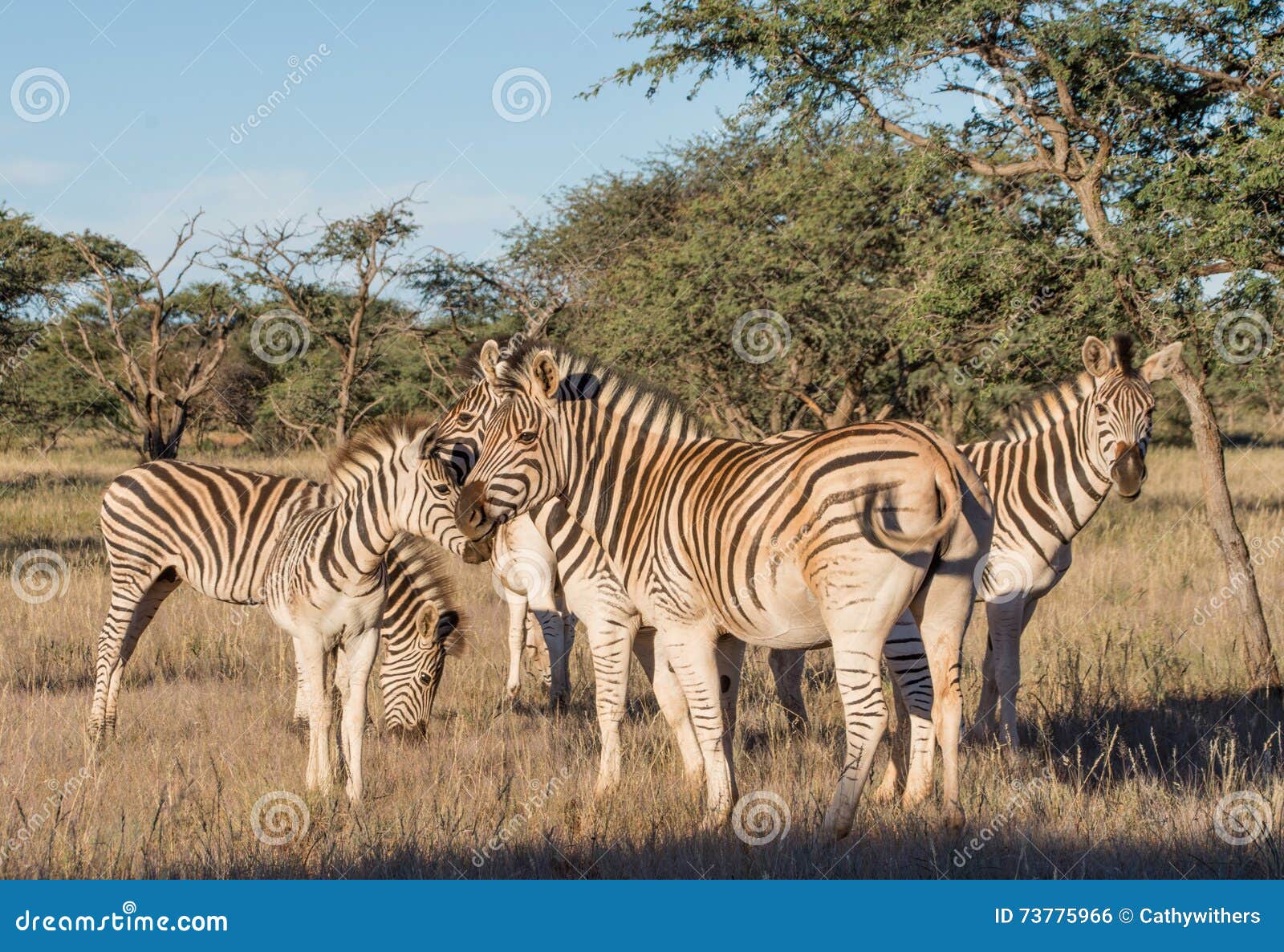 The Battle Of The Stripes: Hartmann’s Zebra Vs Burchell’s Zebra The Battle Of The Stripes: Hartmann’s Zebra Vs Burchell’s Zebra
