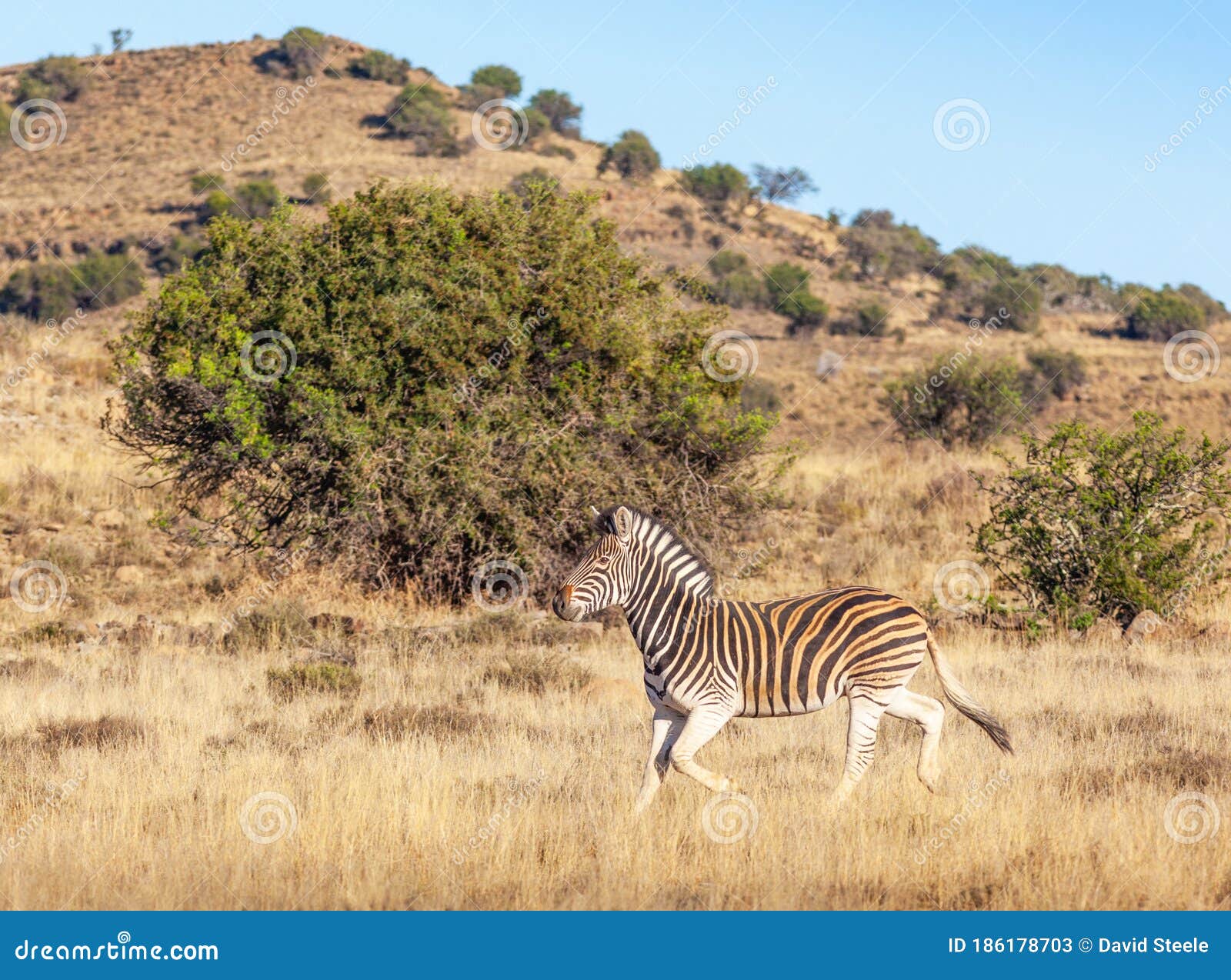 Burchell`s Zebra in the Mountain Zebra National Park Stock Image - Image of  burchells, animal: 186178703