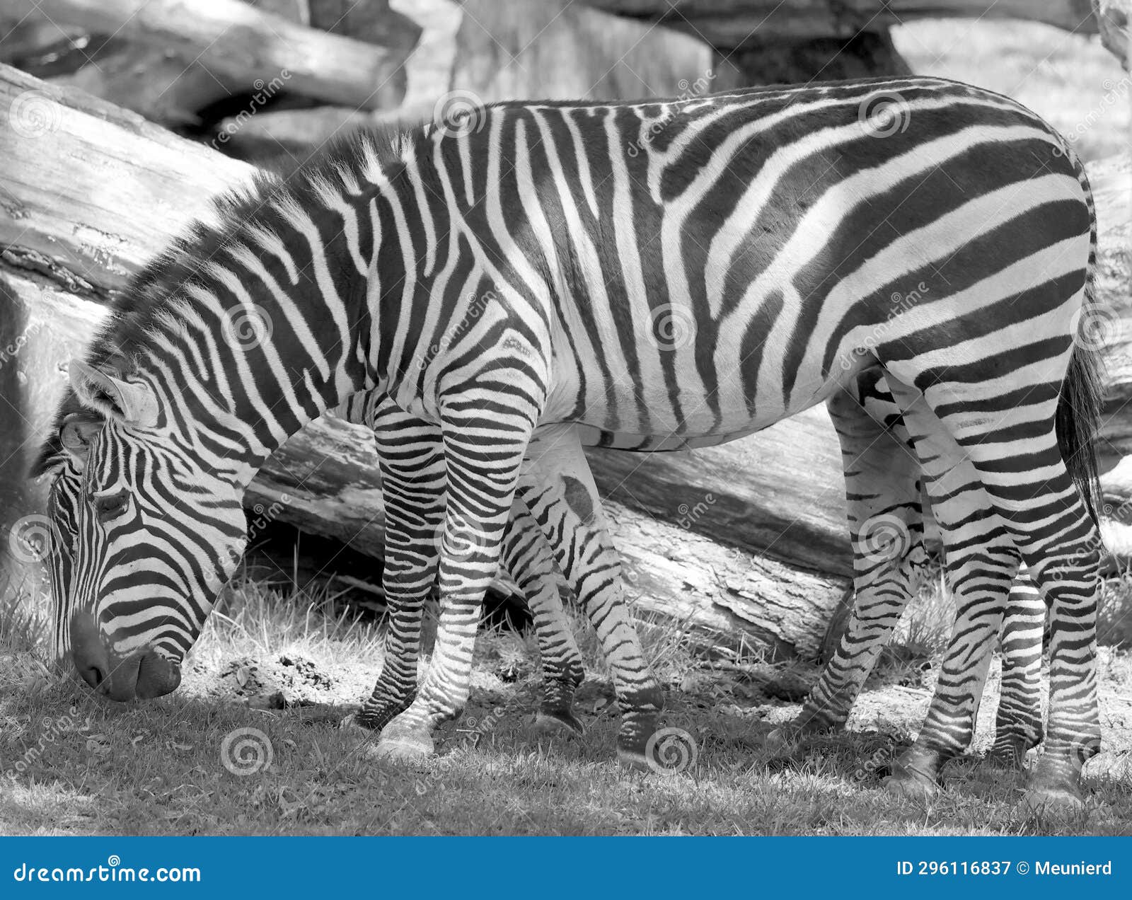 burchell's zebra is a southern subspecies of the plains zebra.