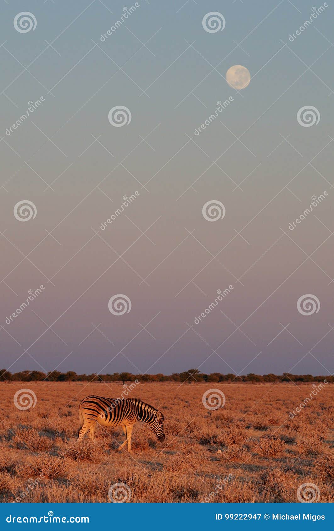 Burchell`s Zebra with Full Moon Etosha Nationalpark, Namibia Stock ...