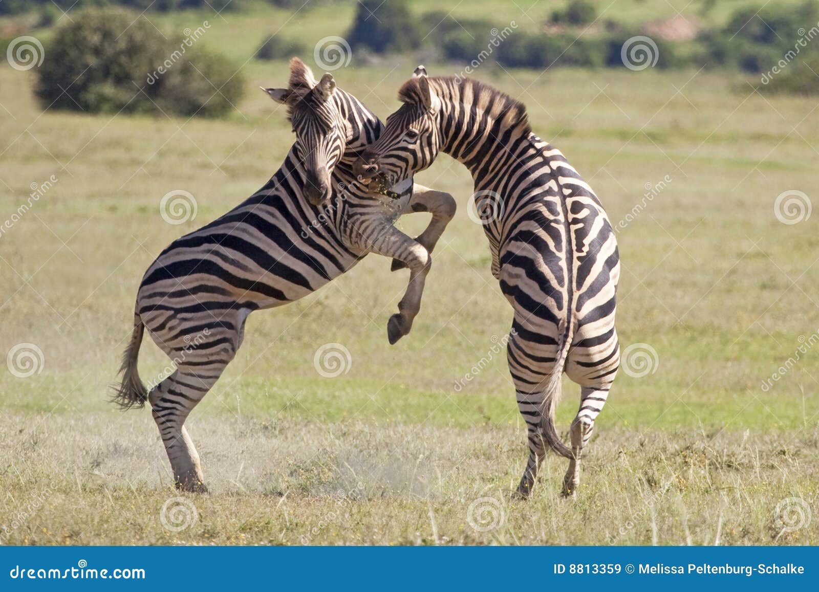 burchell zebras
