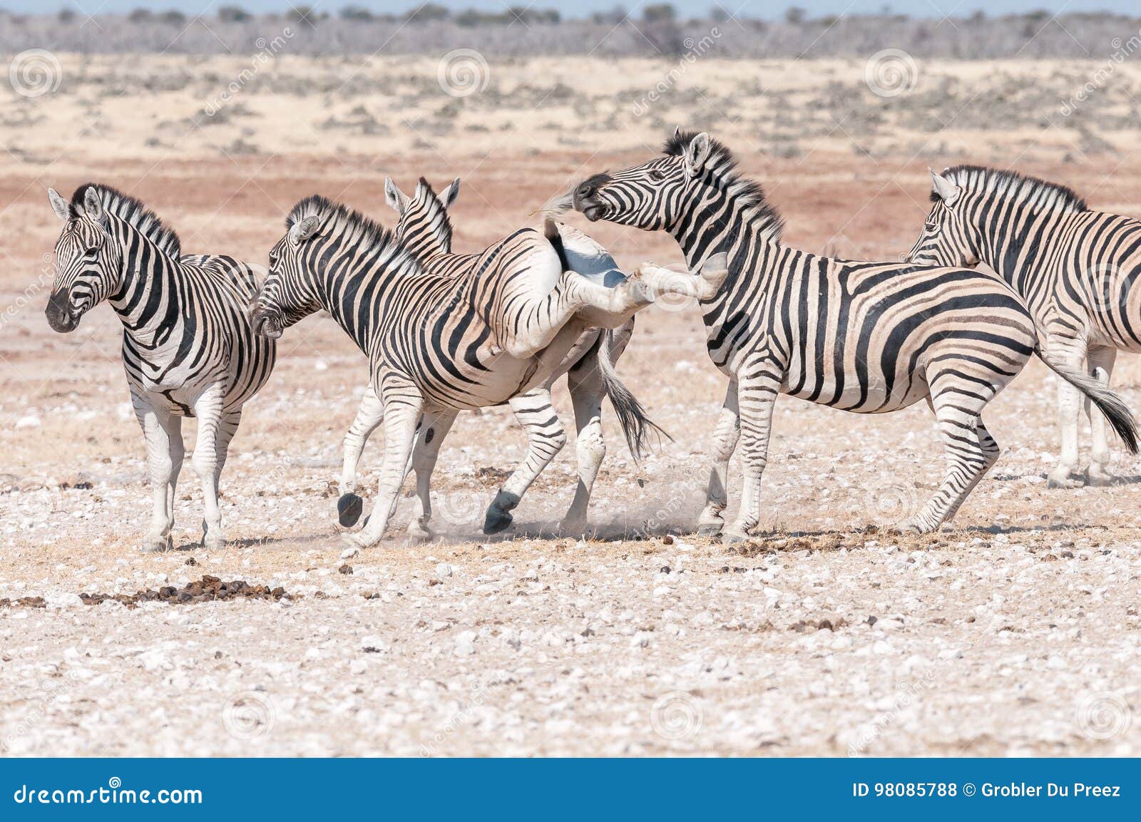 Two Zebras Standing Back Legs Biting Each Other Morning Sunlight Stock  Photo by ©StuPorter 417781976