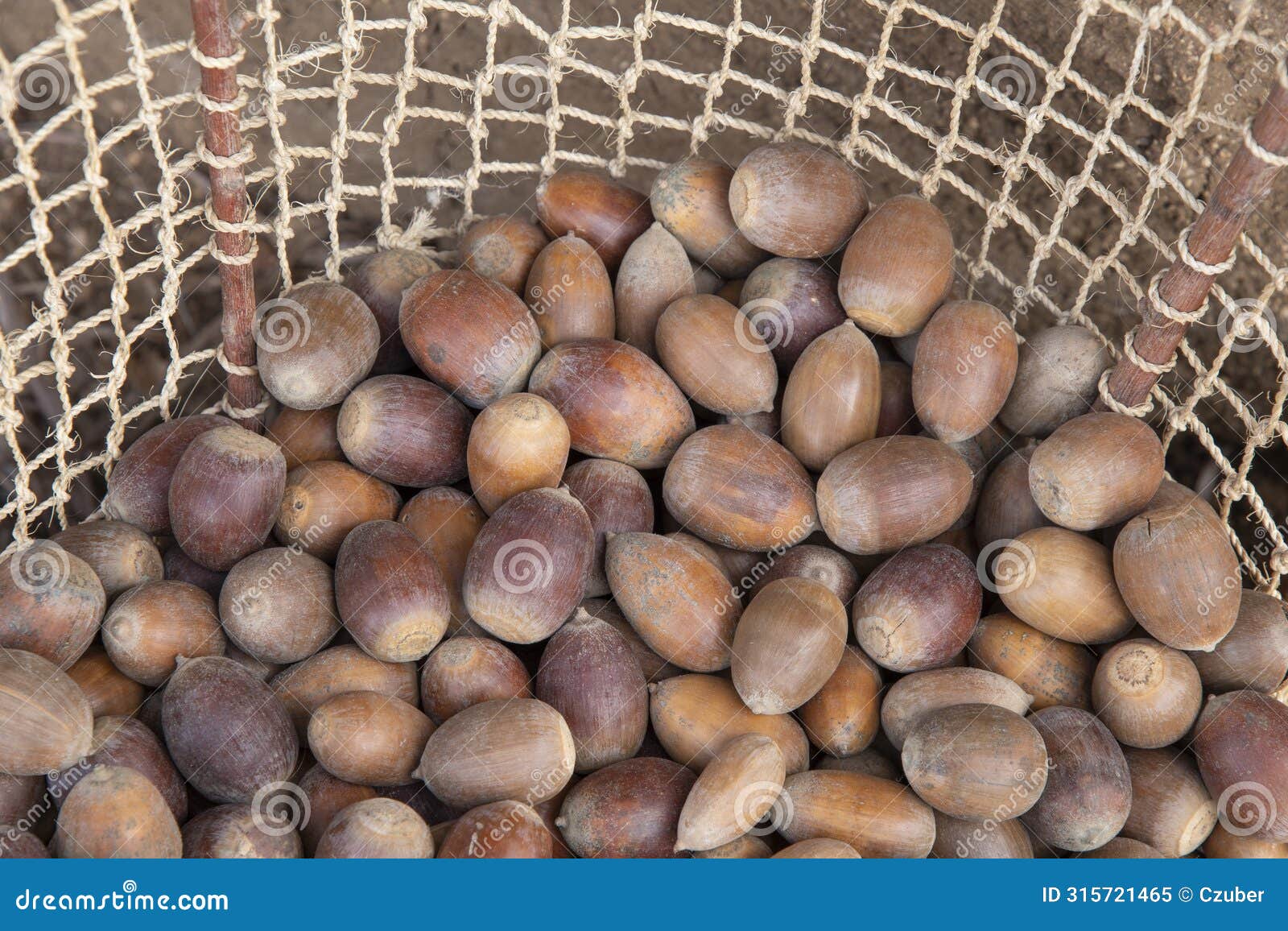 burden basket with acorn harvest