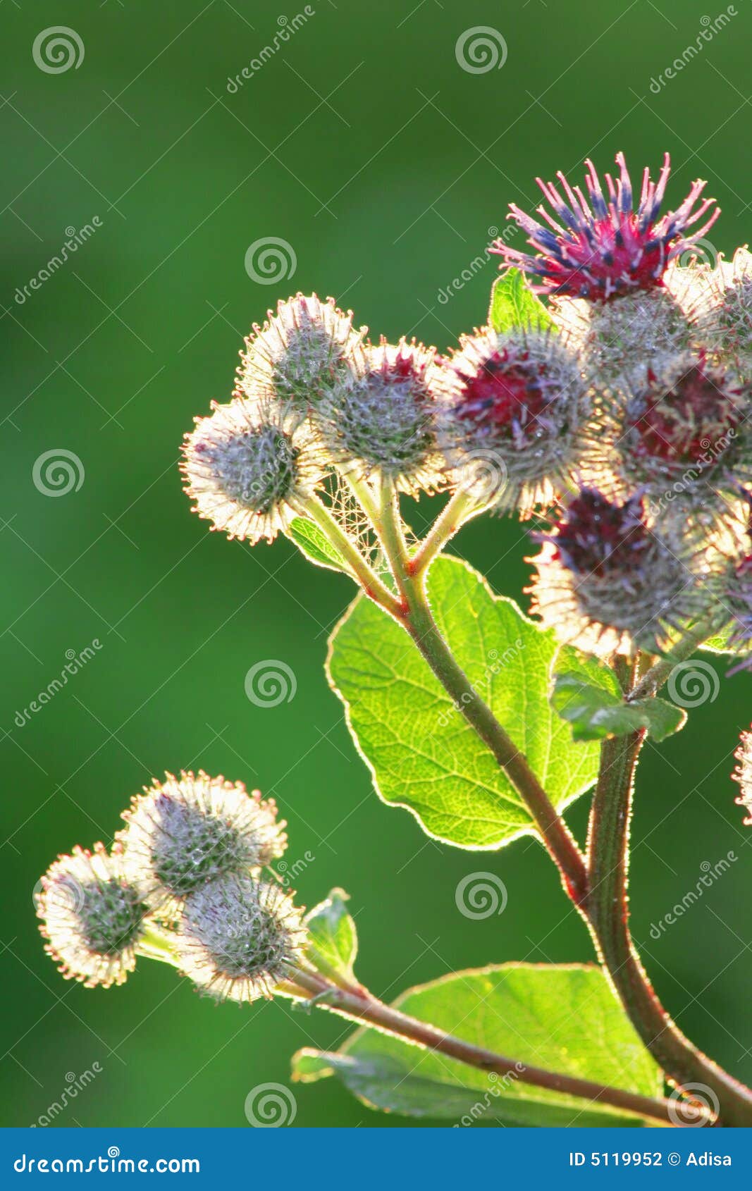Burdock Root for Food and Medicine - Mother Earth Living