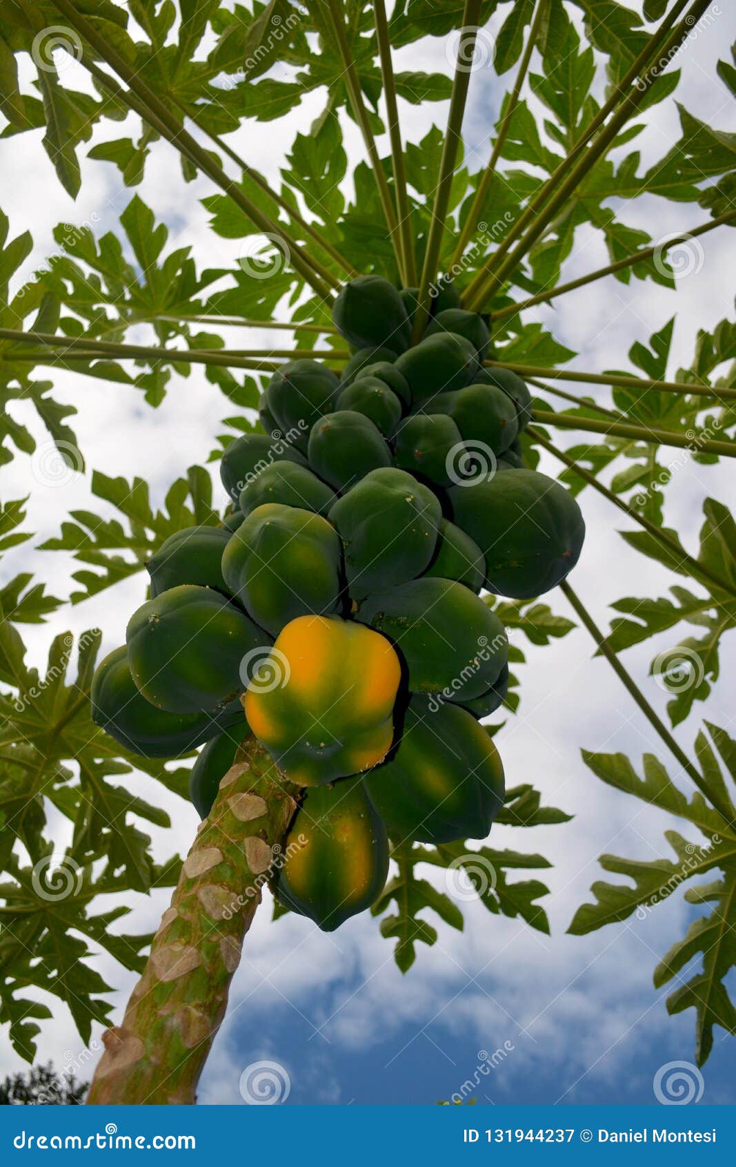 burgeoning papaya tree nearing a harvest