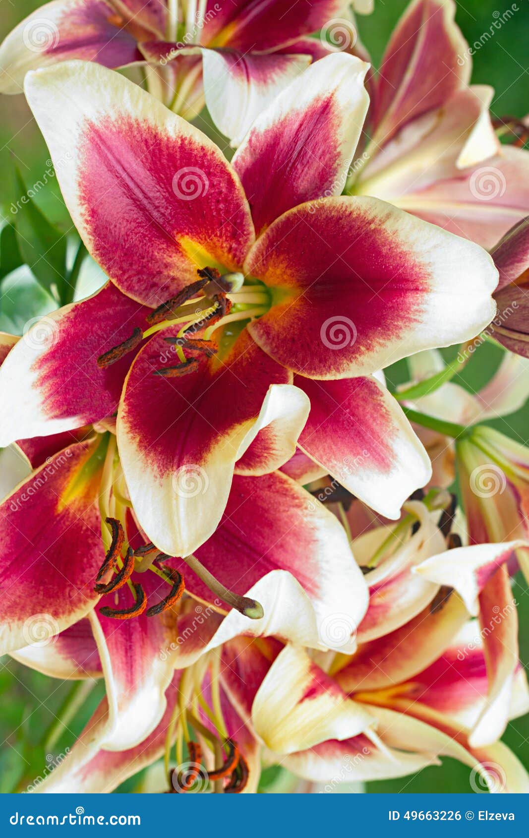 Burgundy Lilies Flowers in a Garden Stock Photo - Image of background ...