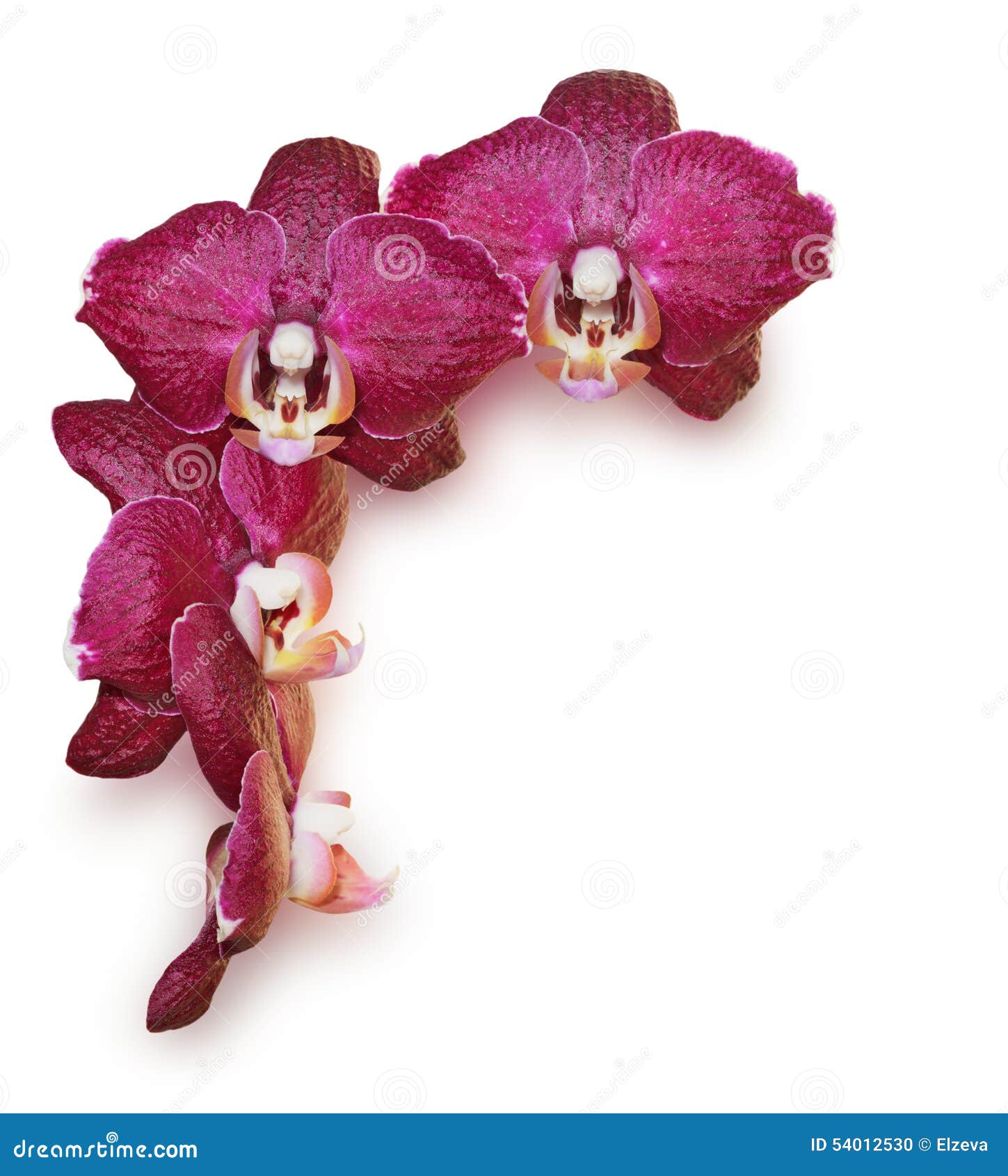 Burgundy orchid flowers stock photo. Image of beauty 54012530