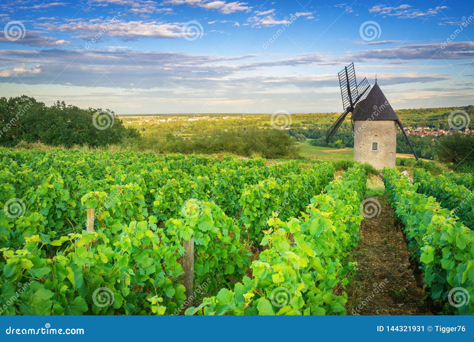 Burgundy Vineyard France stock image. Image of vine 144321931
