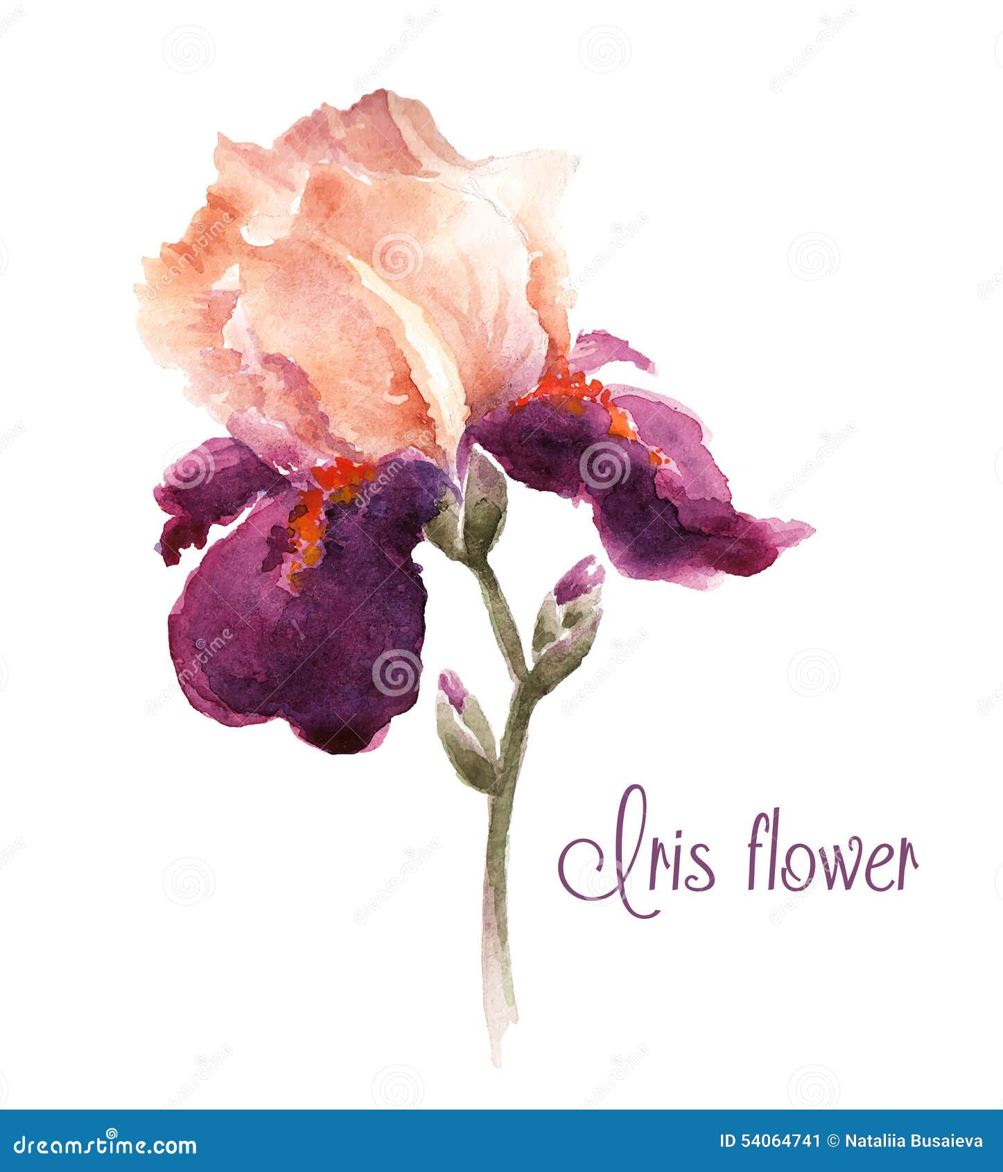 Burgundy Watercolor Iris Flower Stock Vector   Illustration of ...