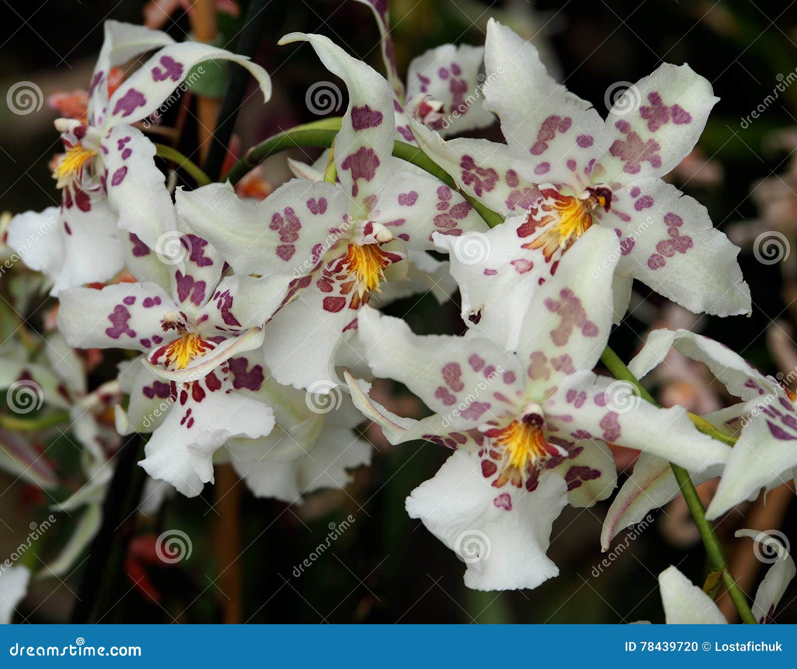 Burgundy and White Oncidium Orchid Stock Photo - Image of botany, flower:  78439720