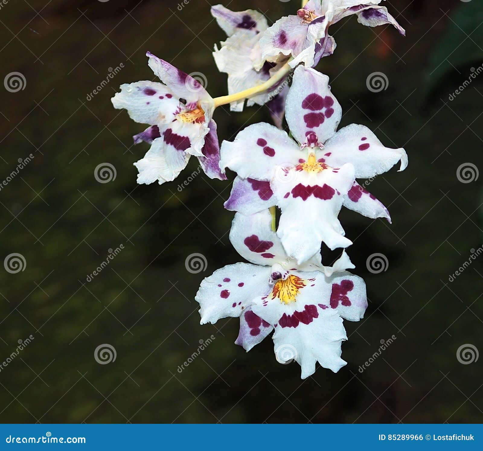 Burgundy and White Oncidium Orchid Stock Photo - Image of flowering,  botany: 85289966