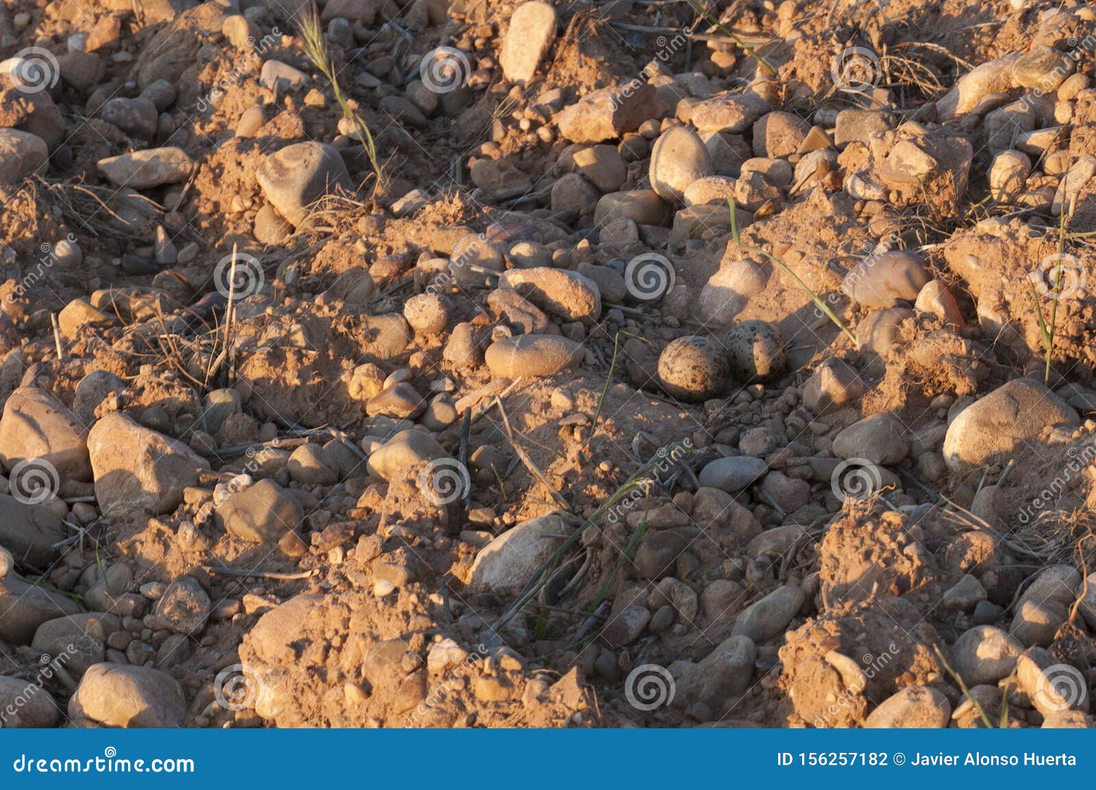 burhinus oedicnemus eurasian thick knee, eurasia stone-curlew, stone curlew