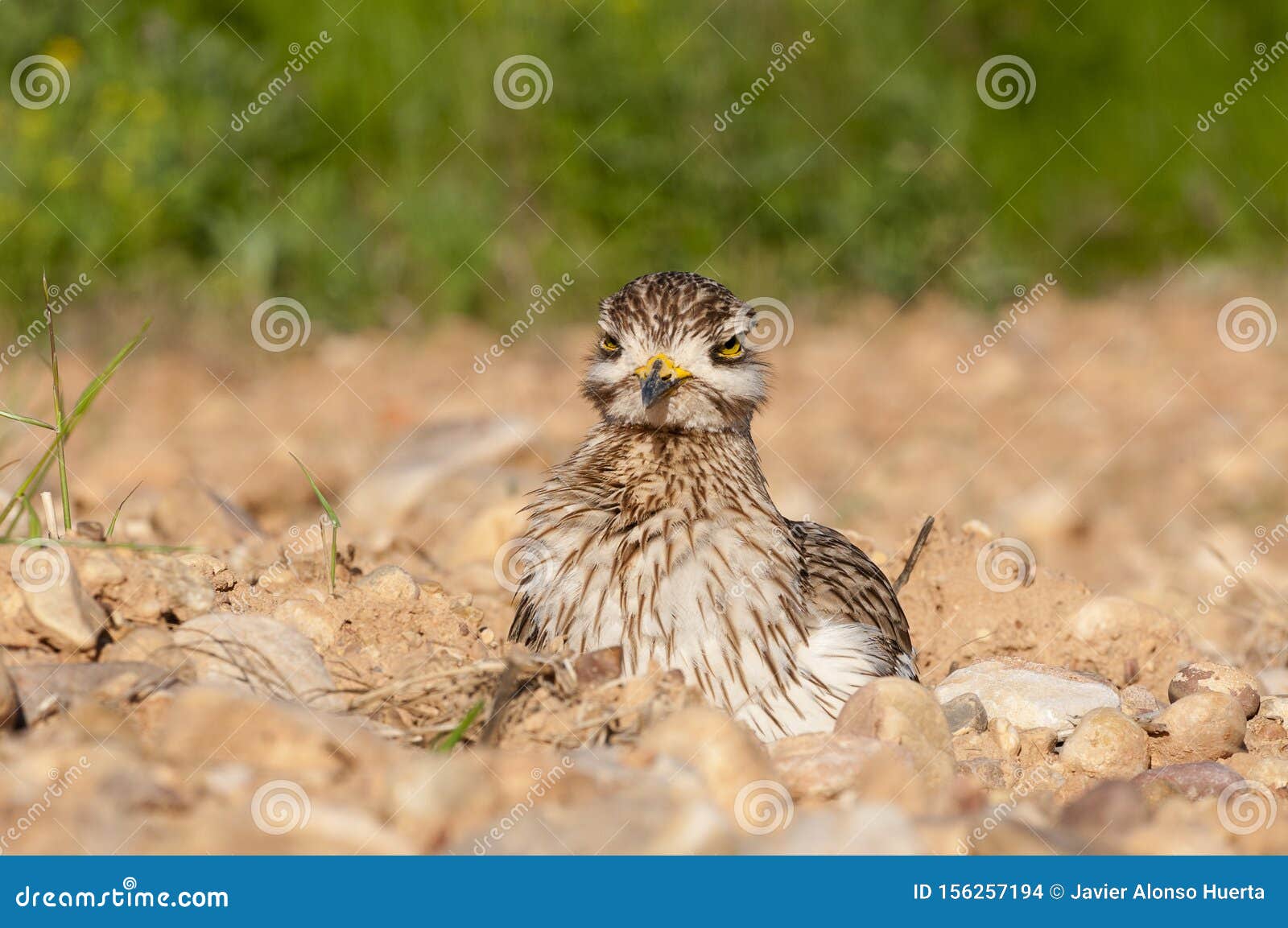 burhinus oedicnemus eurasian thick knee, eurasia stone-curlew, stone curlew resting on the ground