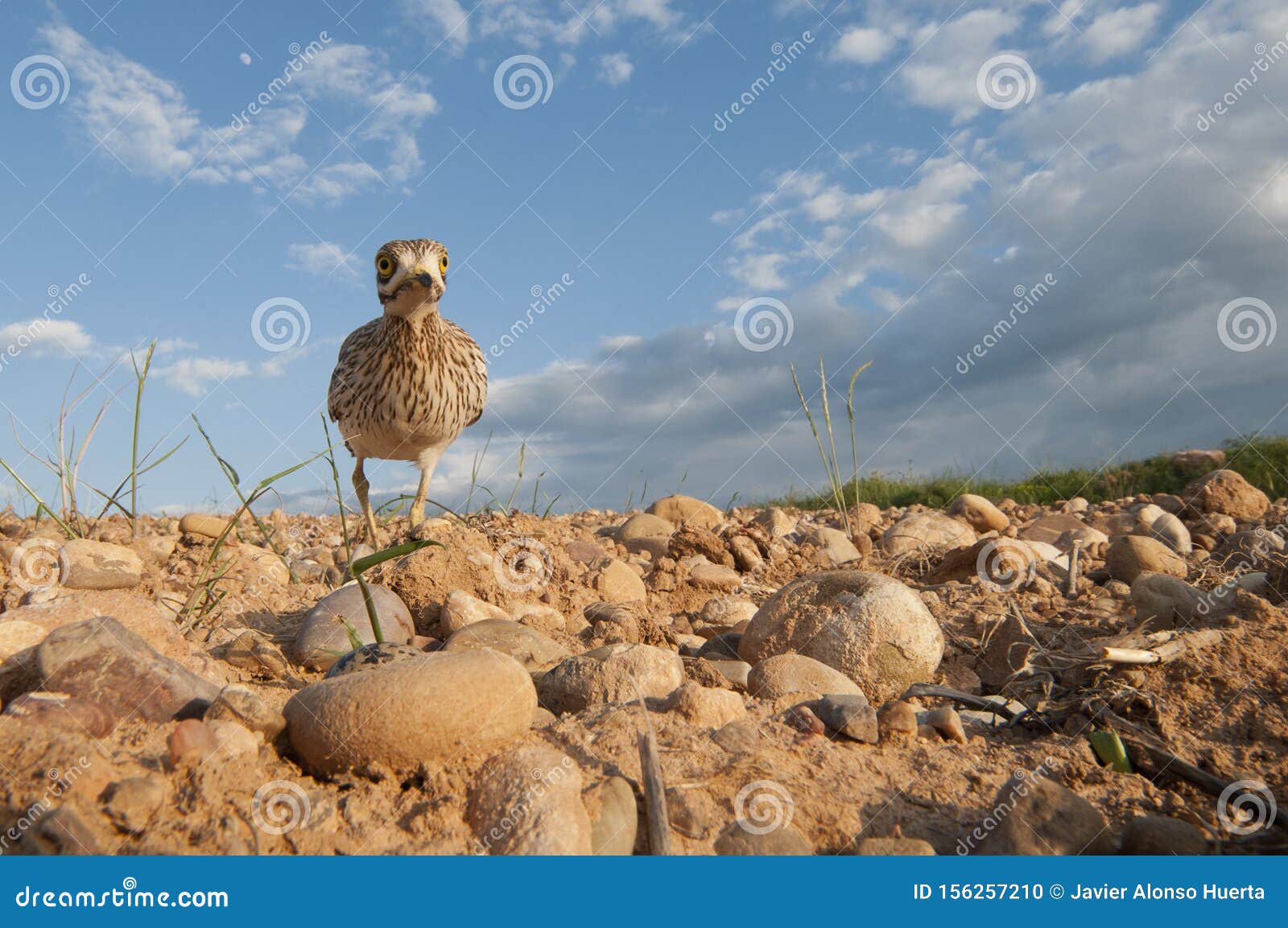 burhinus oedicnemus eurasian thick knee, eurasian stone-curlew, stone curlew