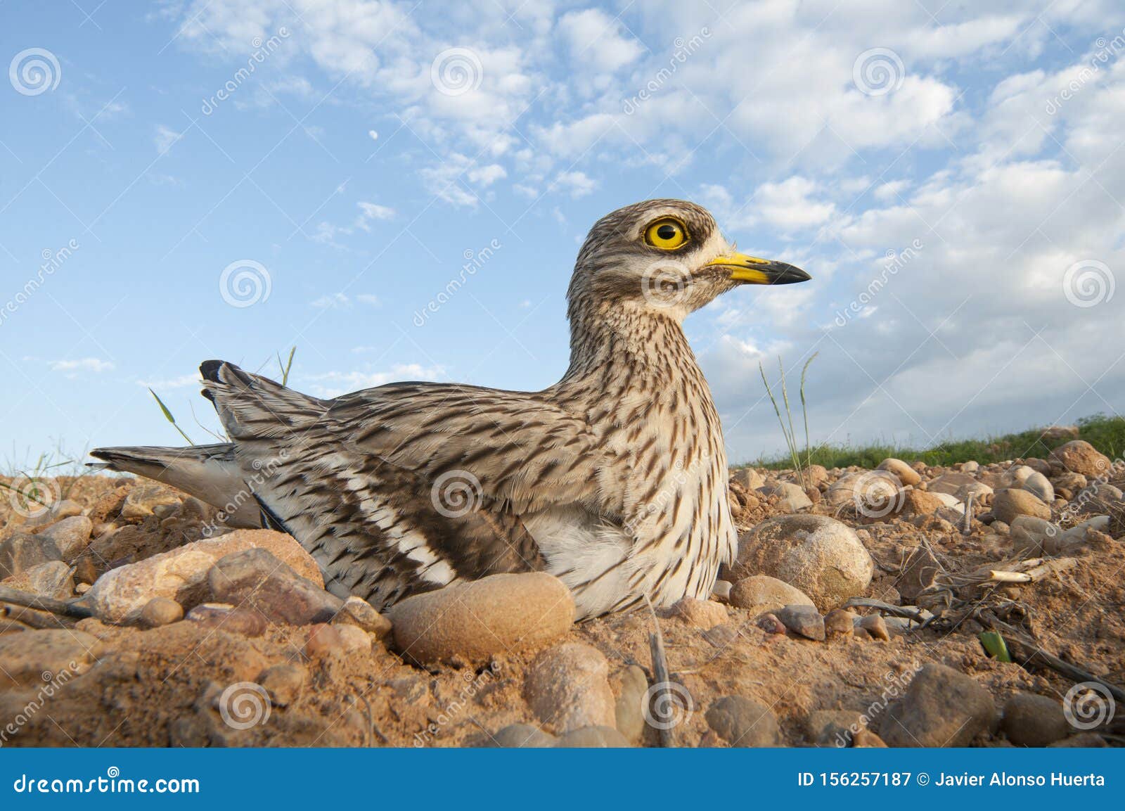 burhinus oedicnemus eurasian thick knee, eurasian stone-curlew, stone curlew in its nest