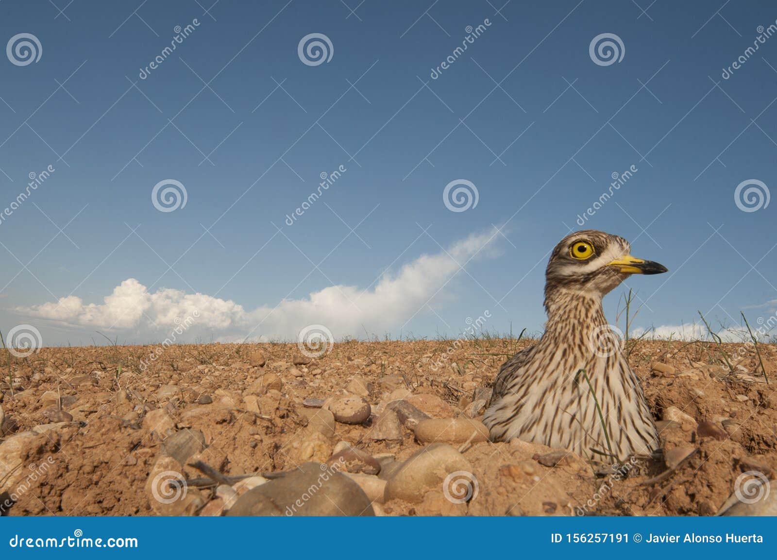 burhinus oedicnemus eurasian thick knee, eurasian stone-curlew, stone curlew in its nest,