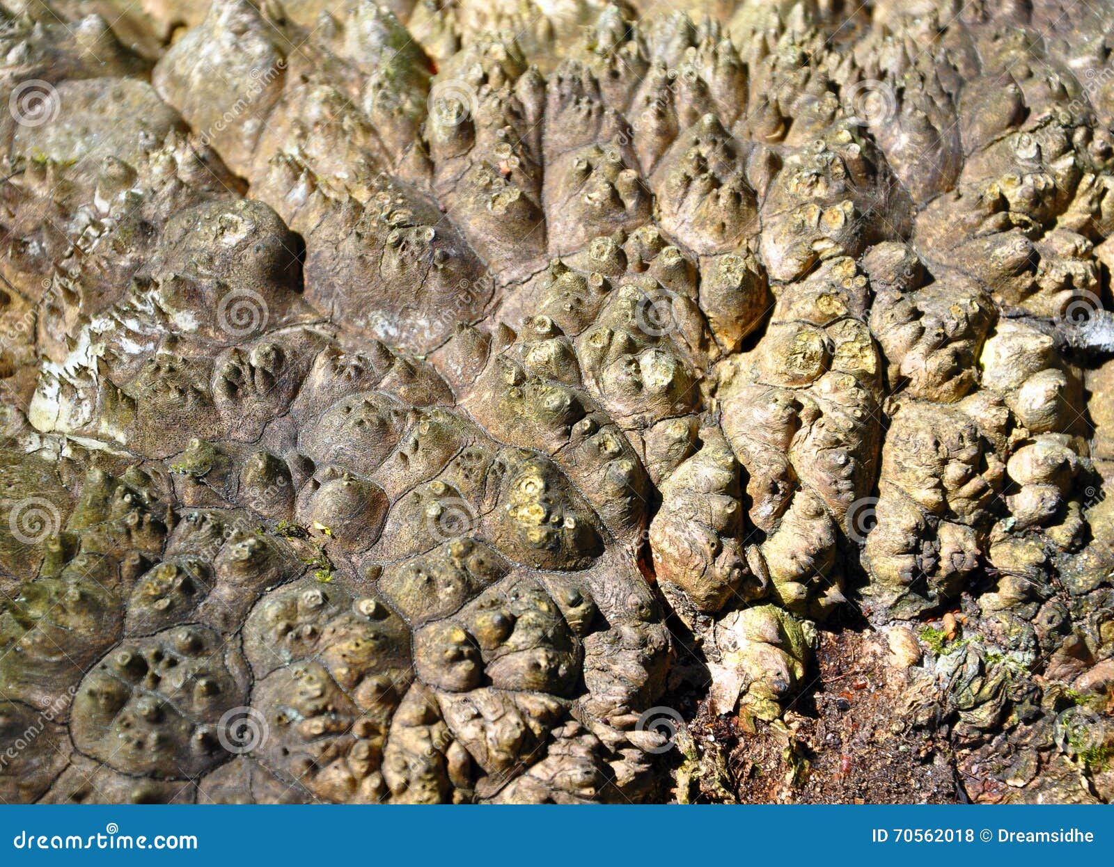 Burl on a tree stock photo. Image of background, surface - 70562018