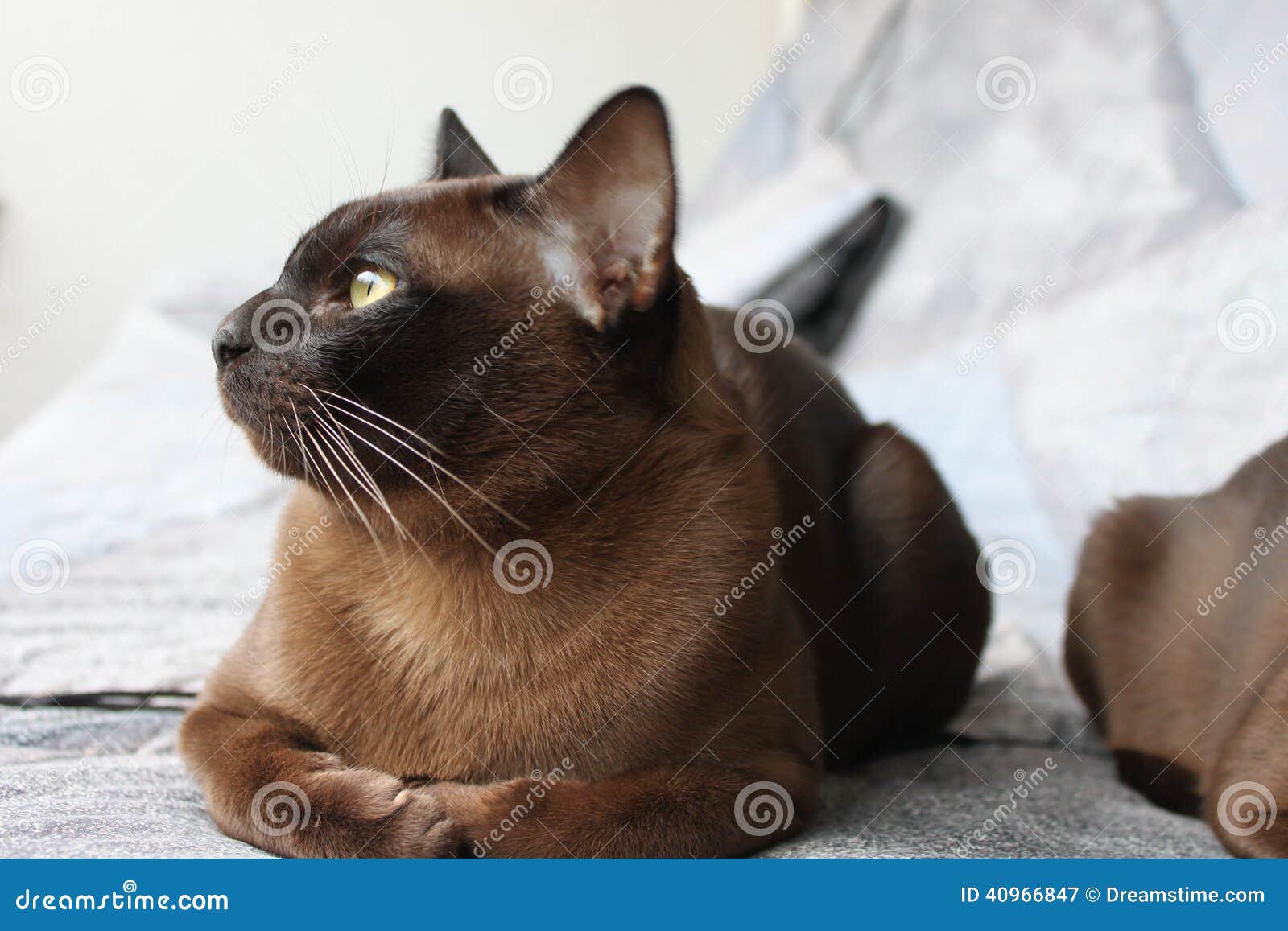 Burma Cat stock image. Image of cats, young, kissa, kitti - 40966847
