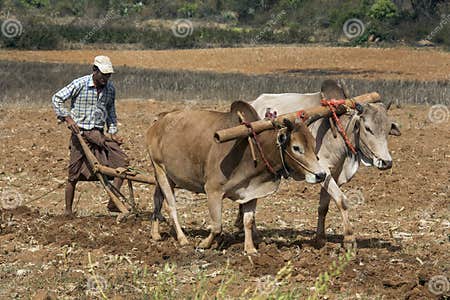 Burmese Agriculture - Myanmar (Burma) Editorial Photo - Image of asia ...