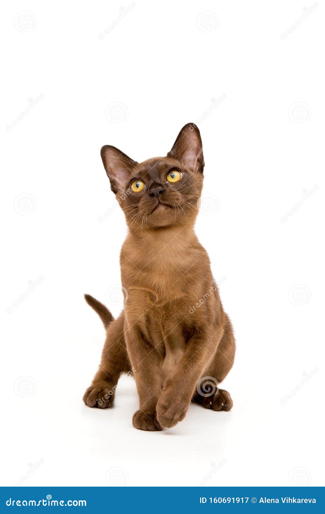 Burmese Cat. Cute Playful Chocolatecolored Kitten. On White Background